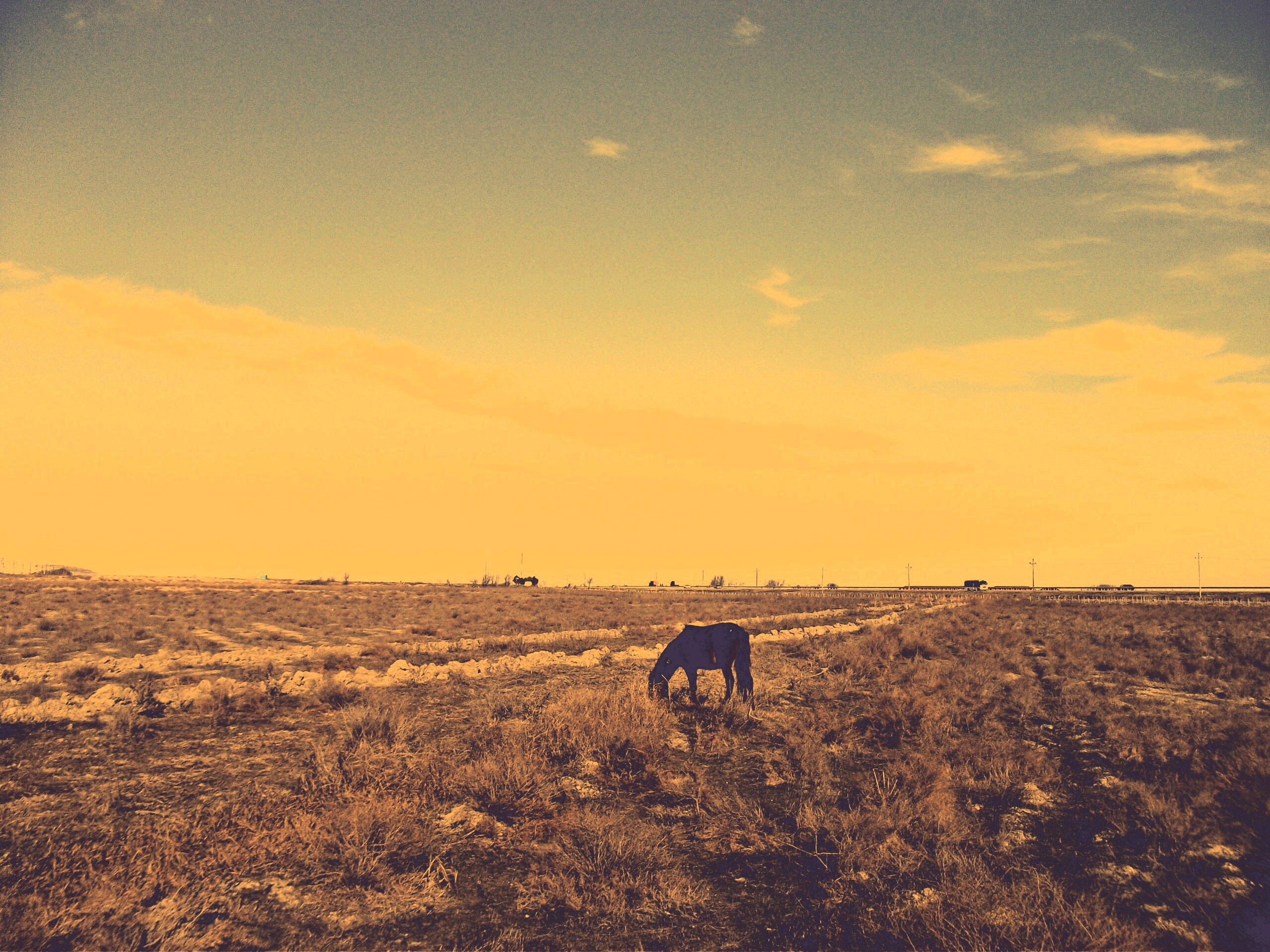 Лошадь пасётся обои