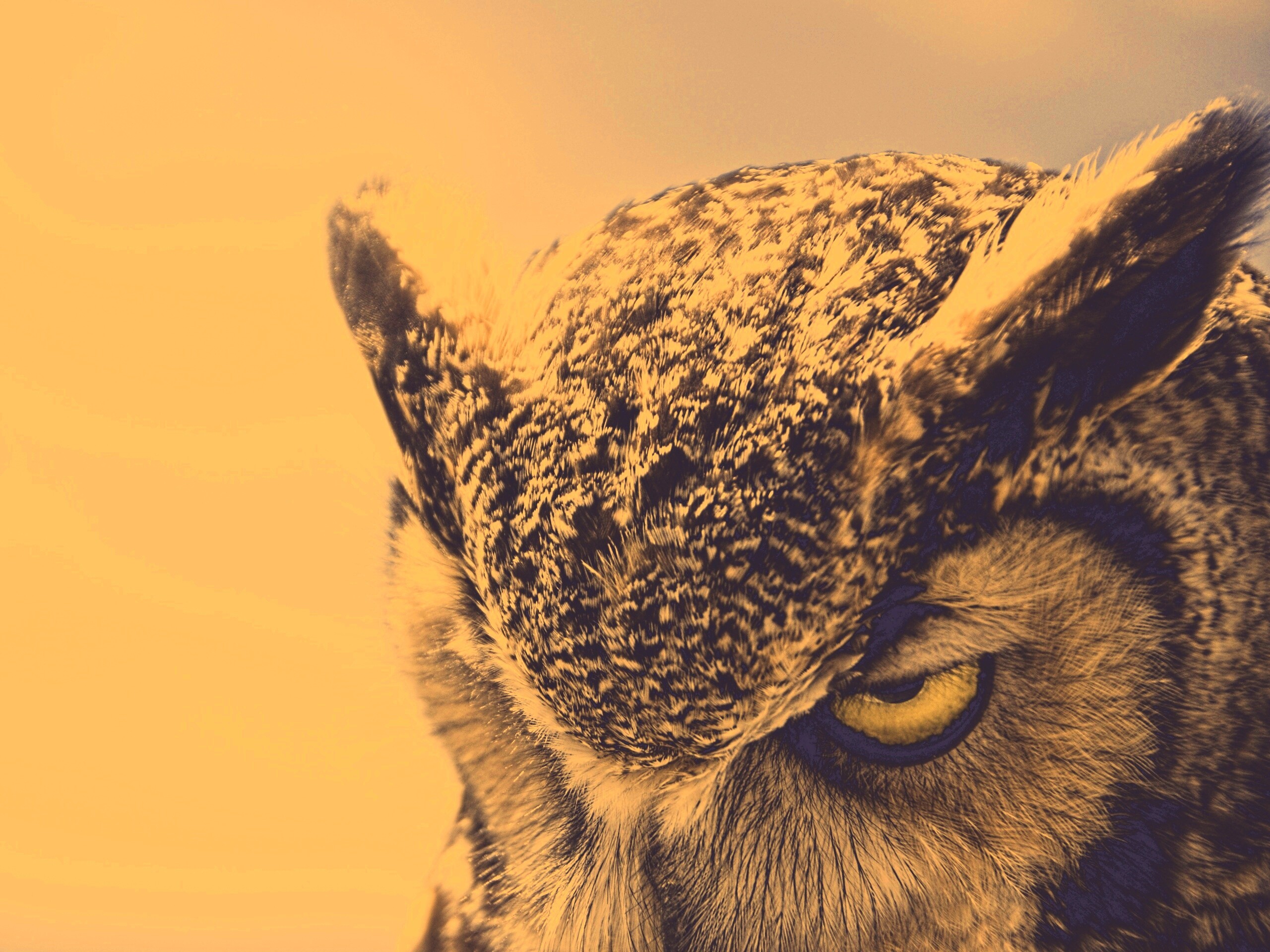 Злая сова обои