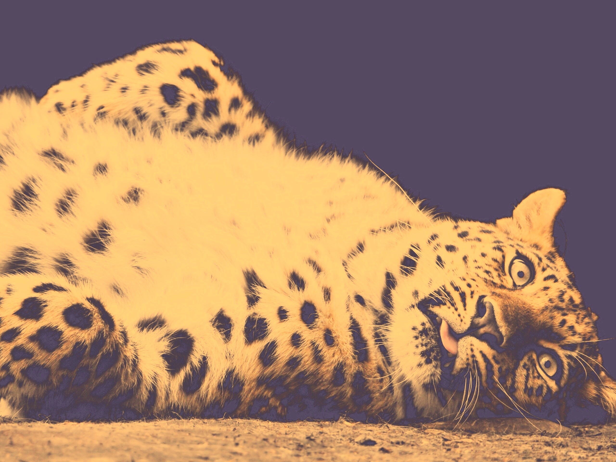 Большая пятнистая кошечка обои