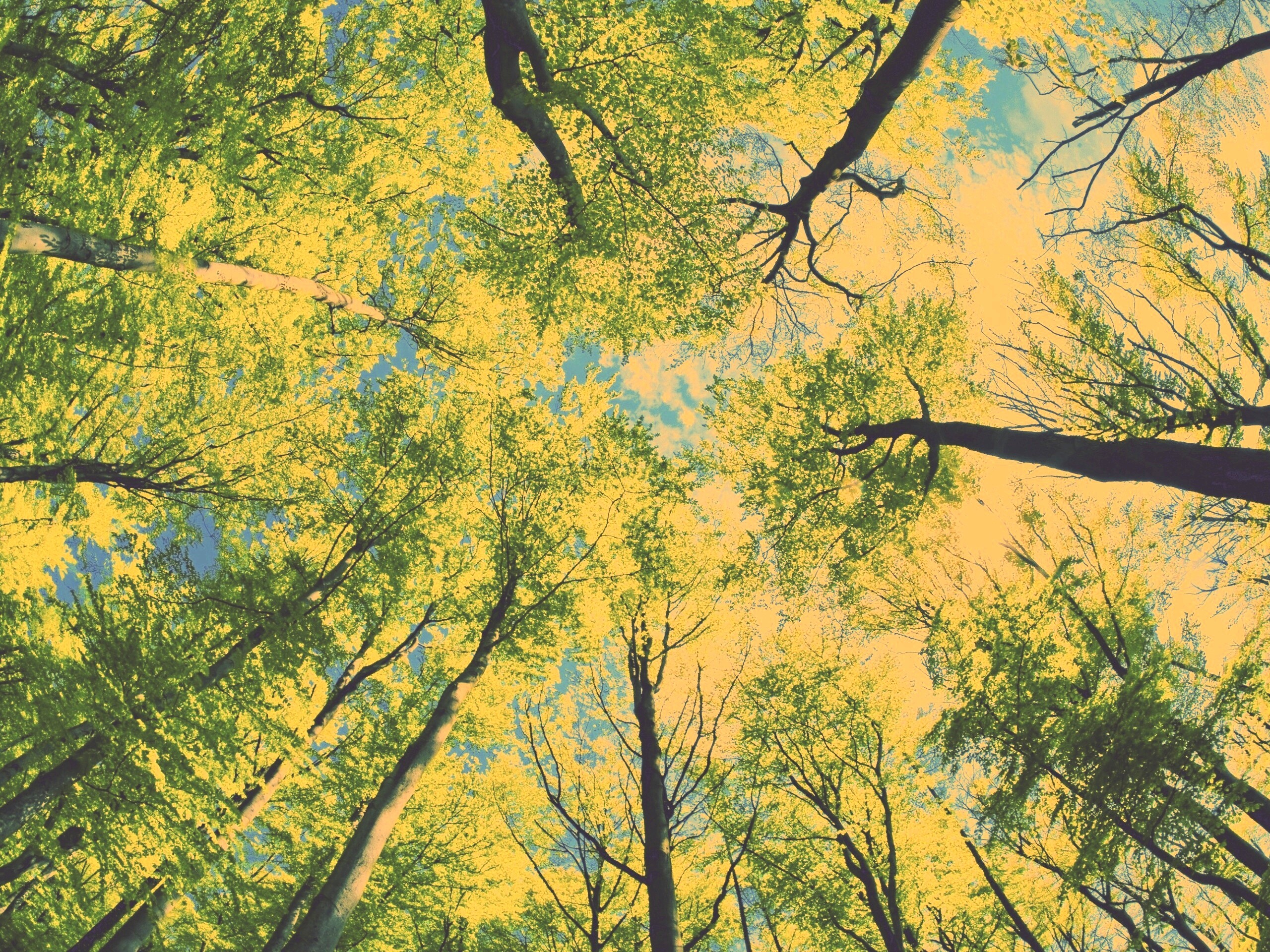 Кроны деревьев обои