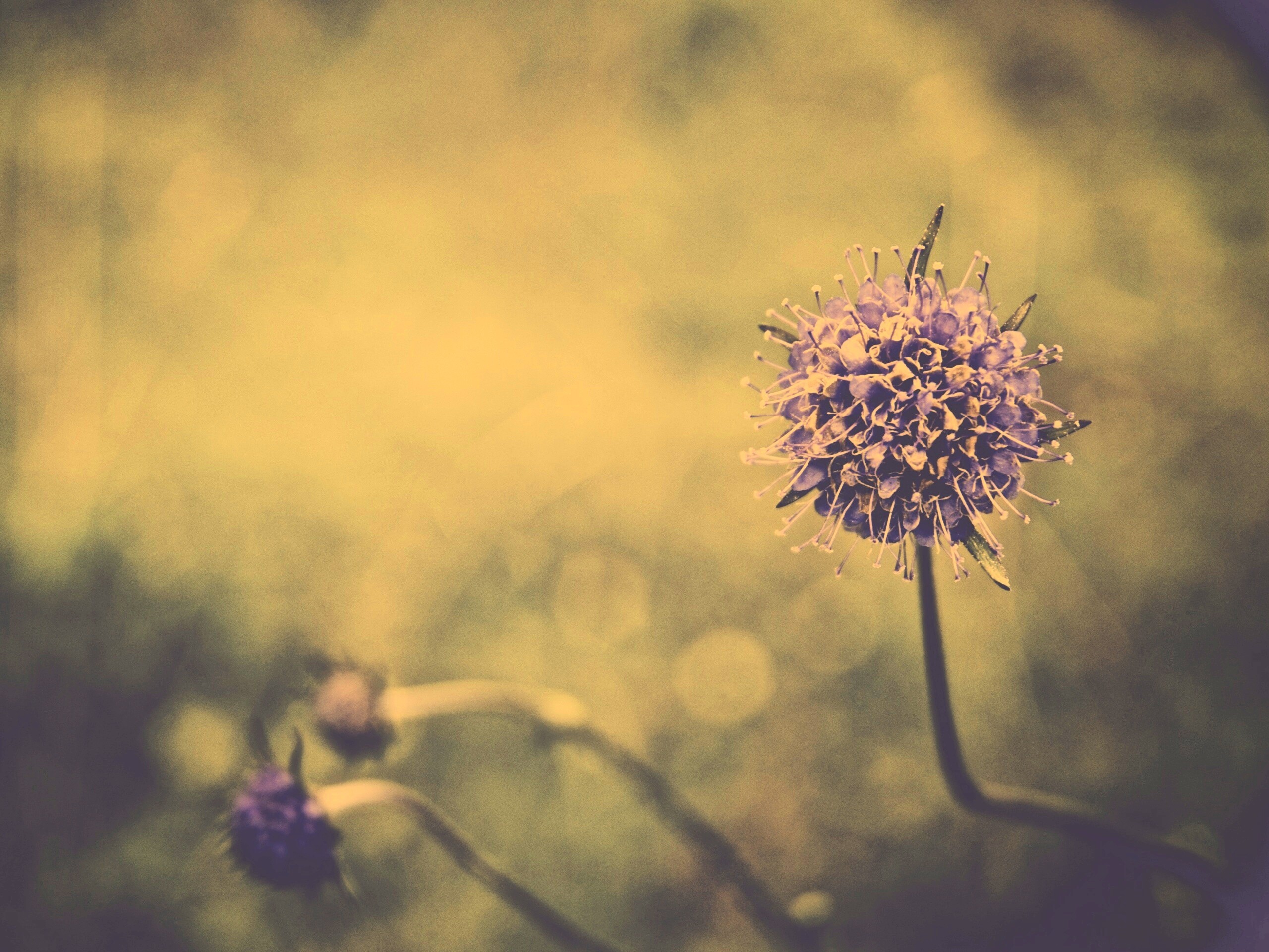 Цветок в макро обои