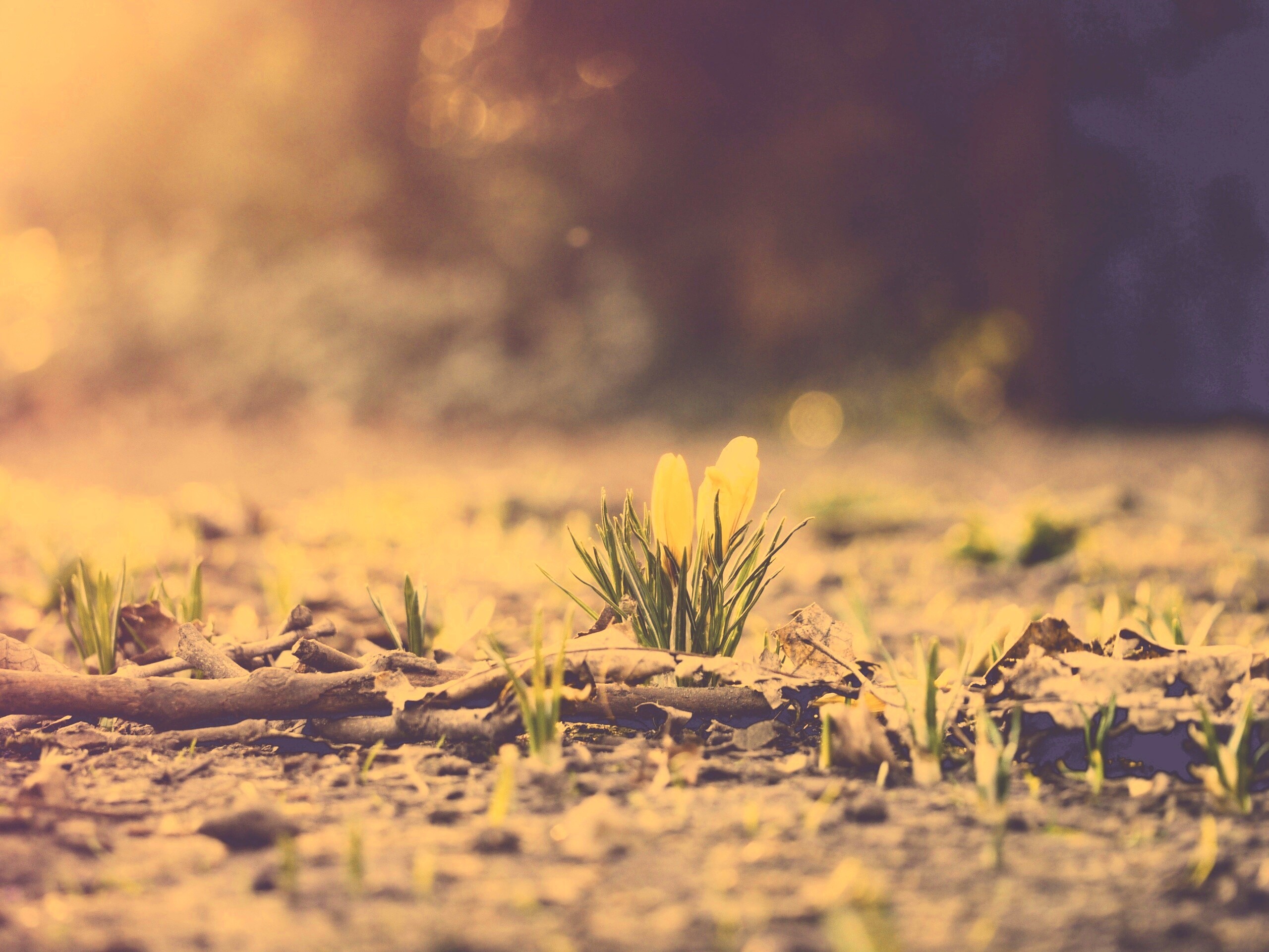 Весенняя трава и цветы обои