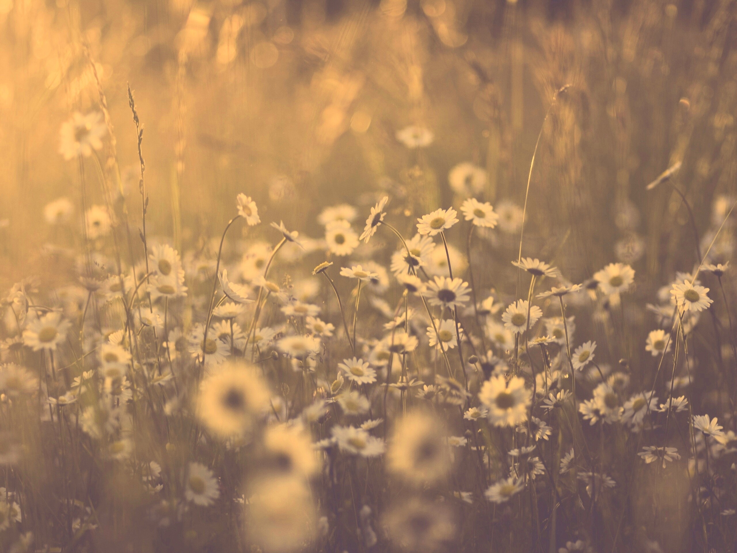 Поле ромашек обои