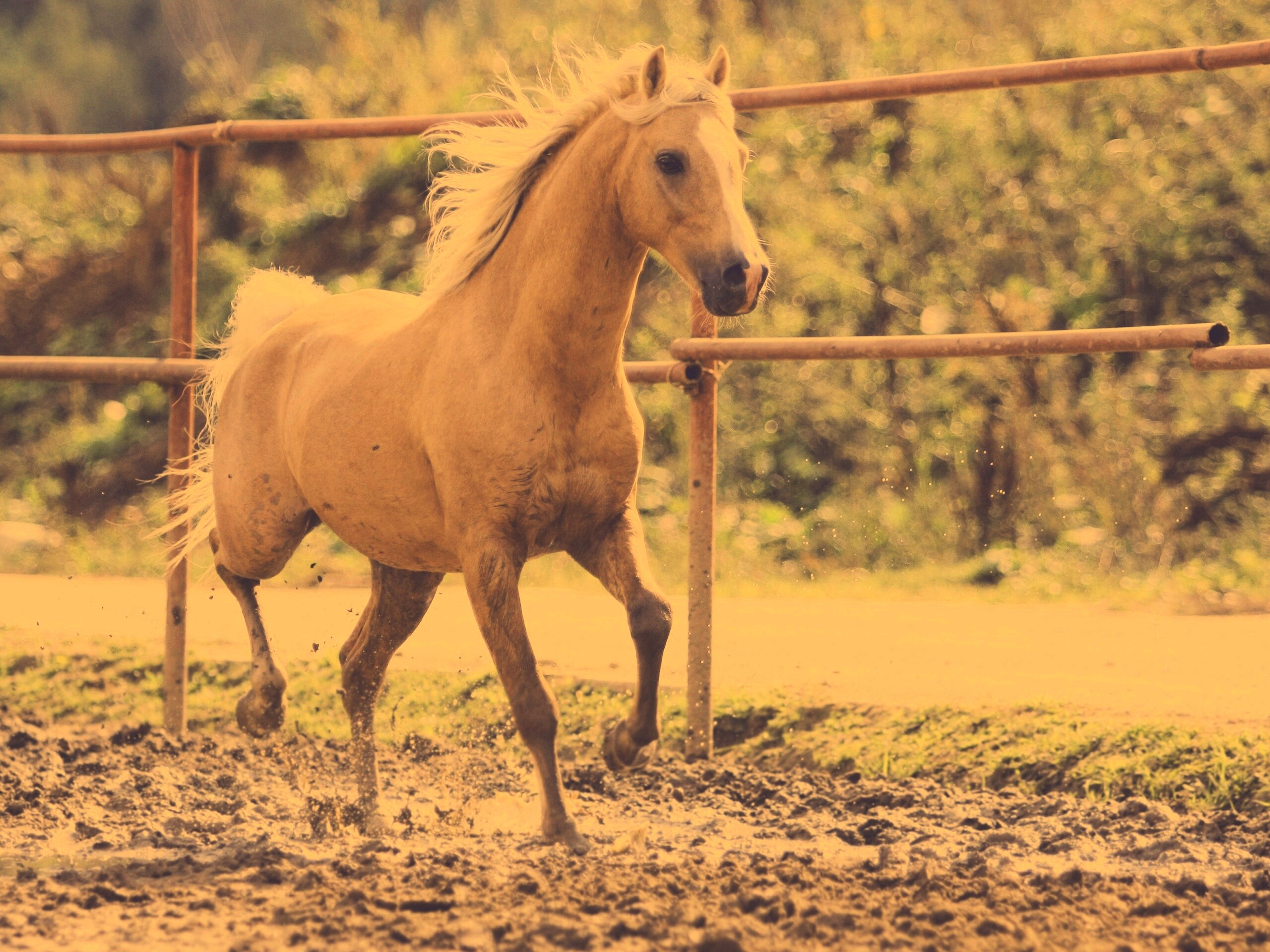 Молодая лошадь в загоне обои
