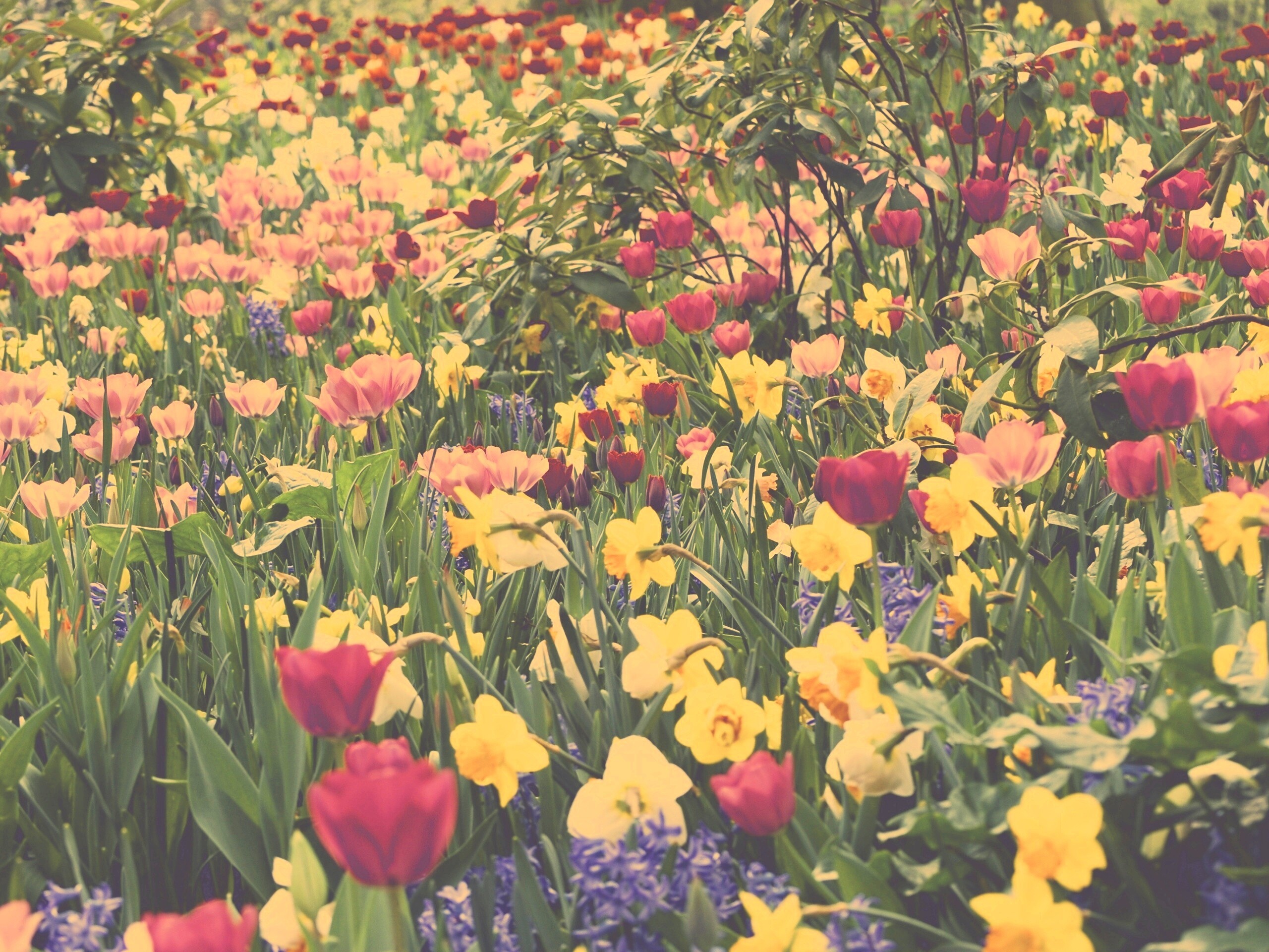 Поляна со множеством цветов обои