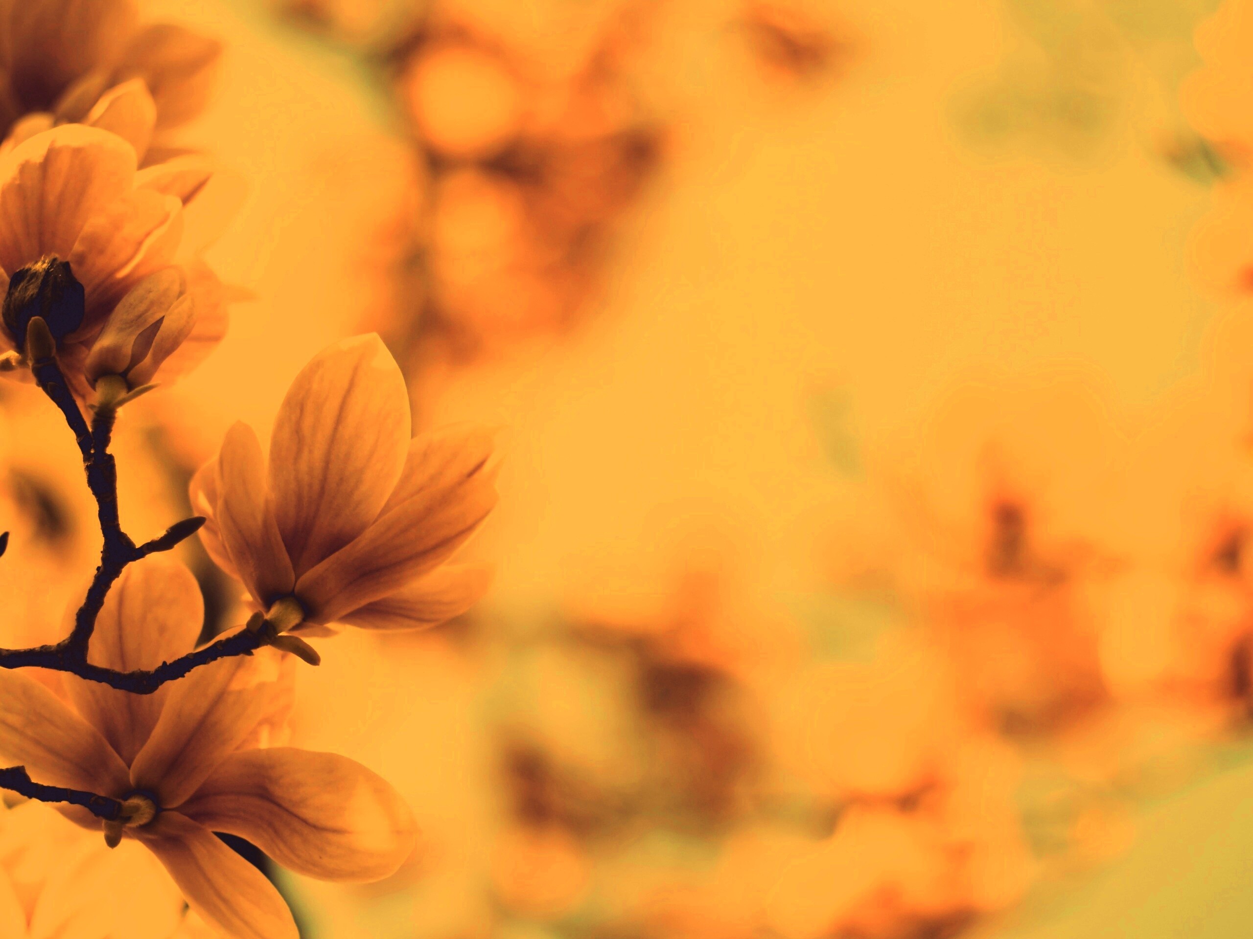 Цветы магнолии обои