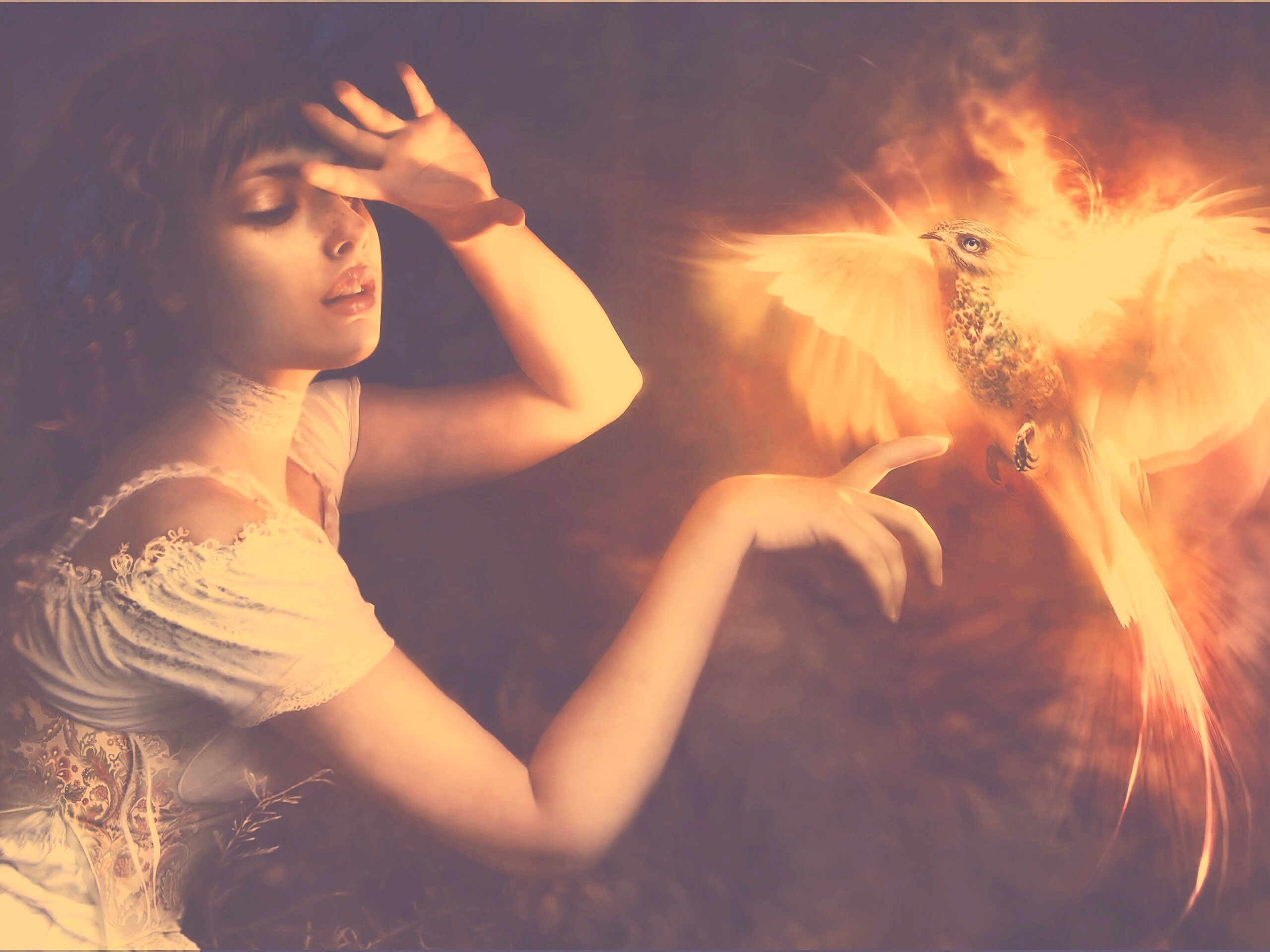 Феникс обои