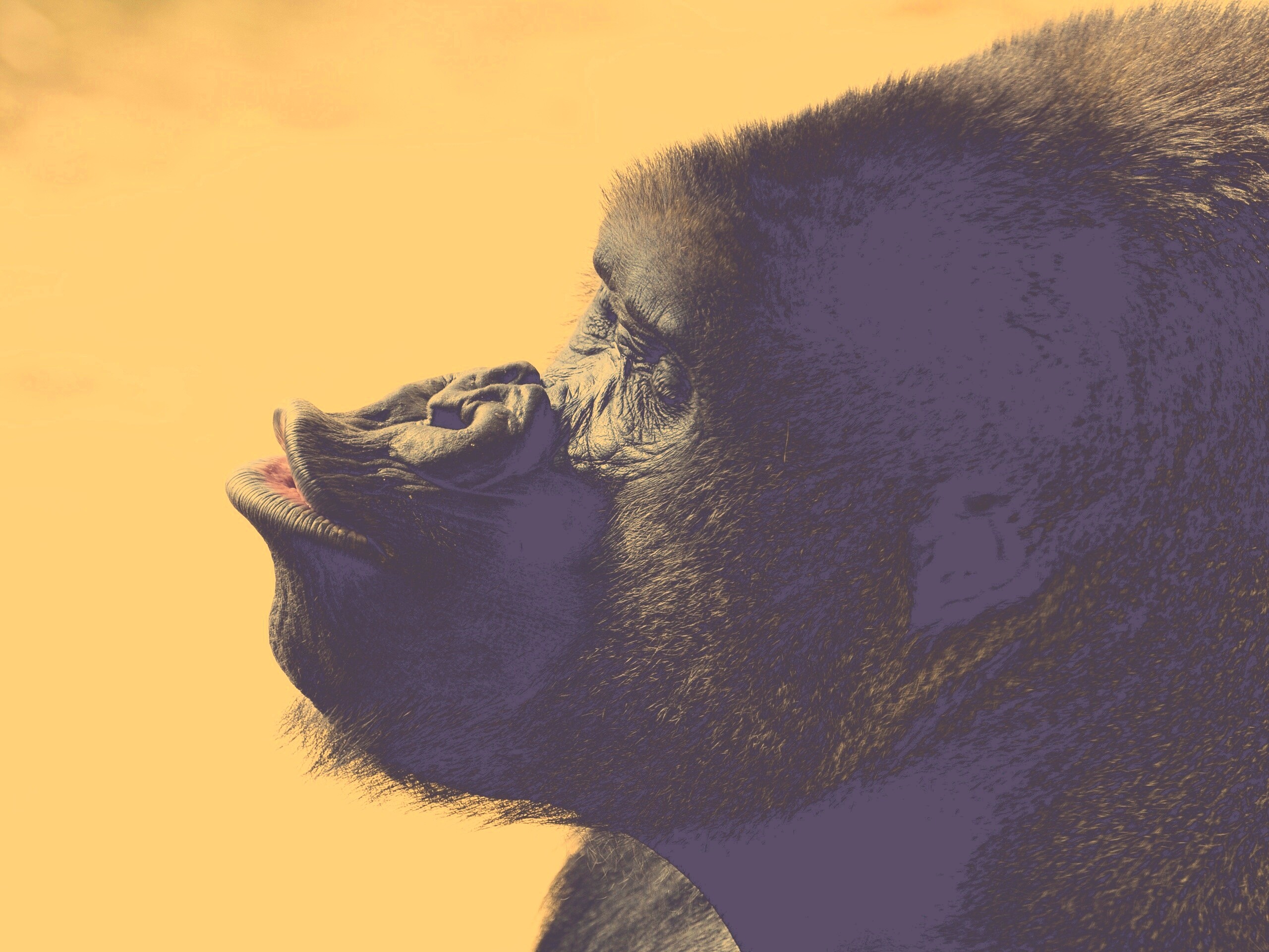 Горилла корчит рожи обои