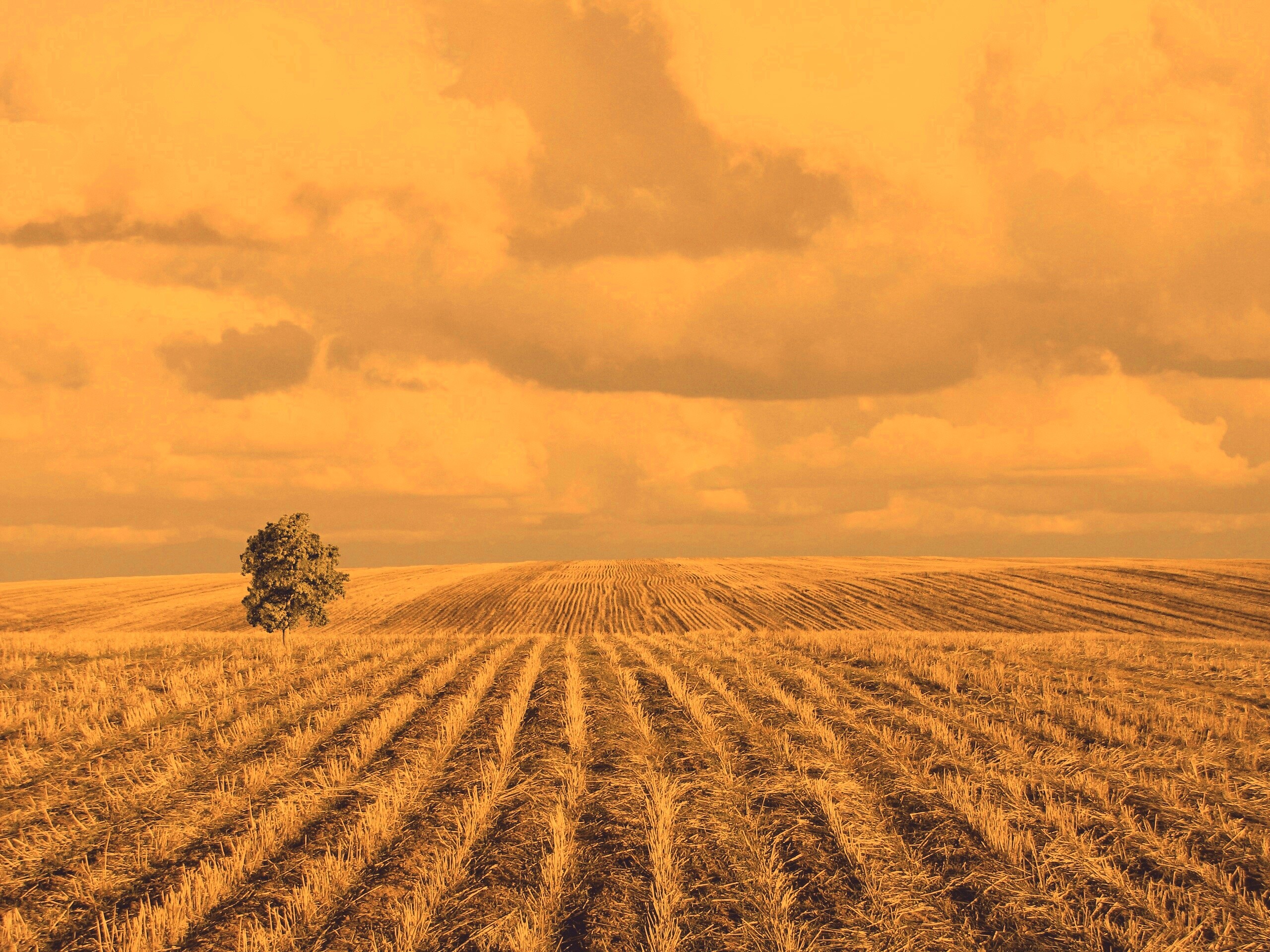 Дерево в поле обои