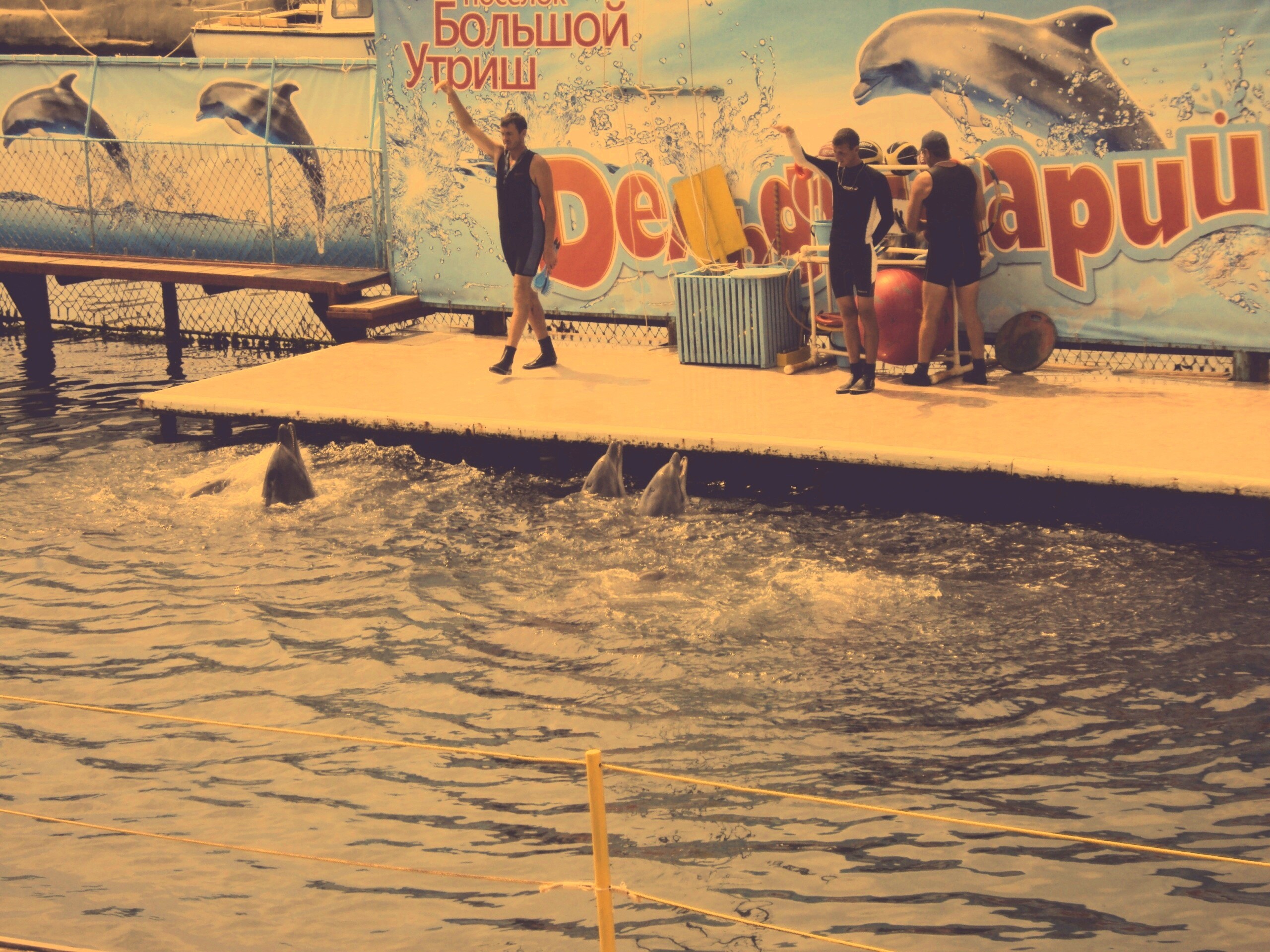 Утро в дельфинарии обои