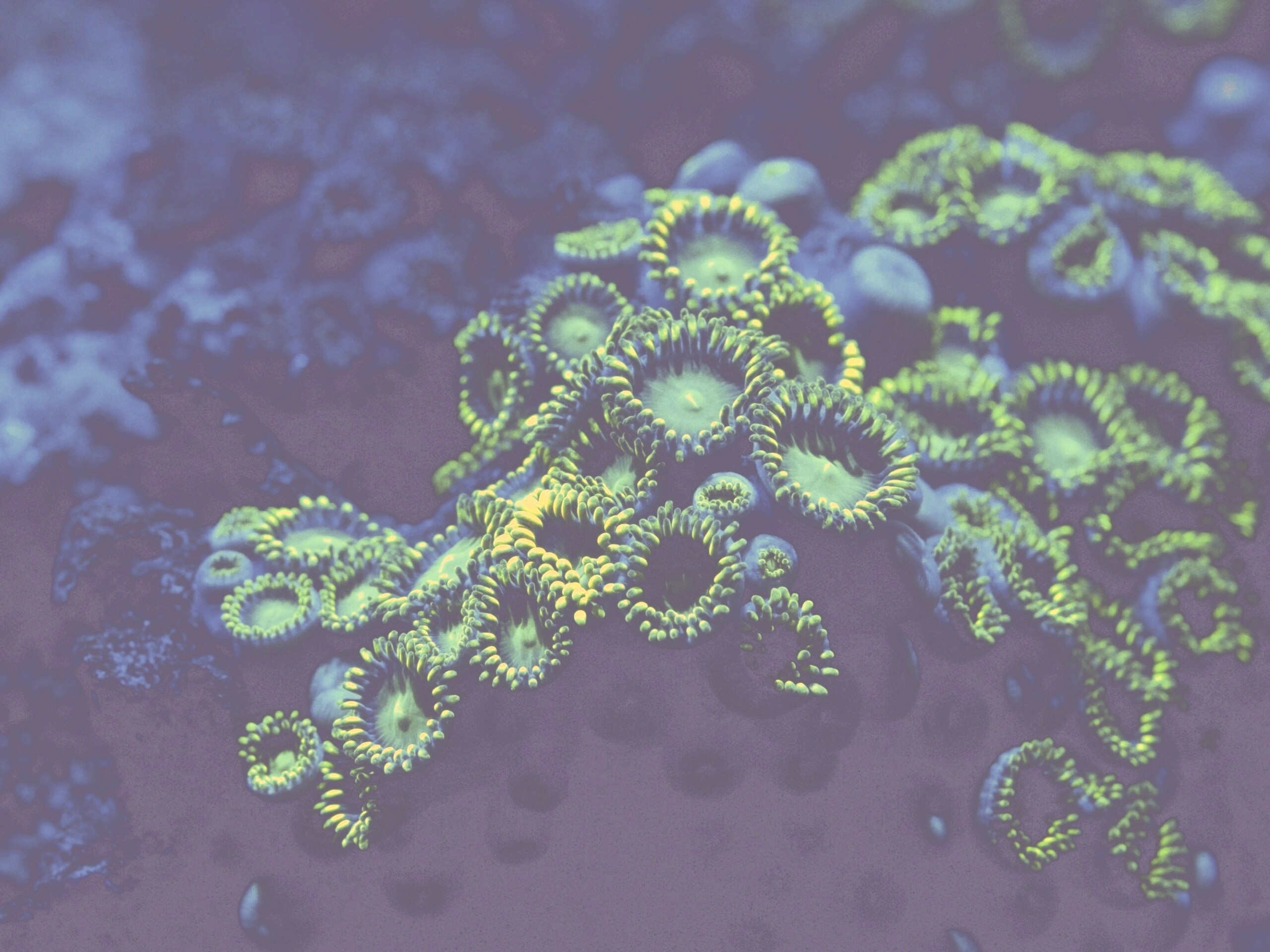 Морское дно обои