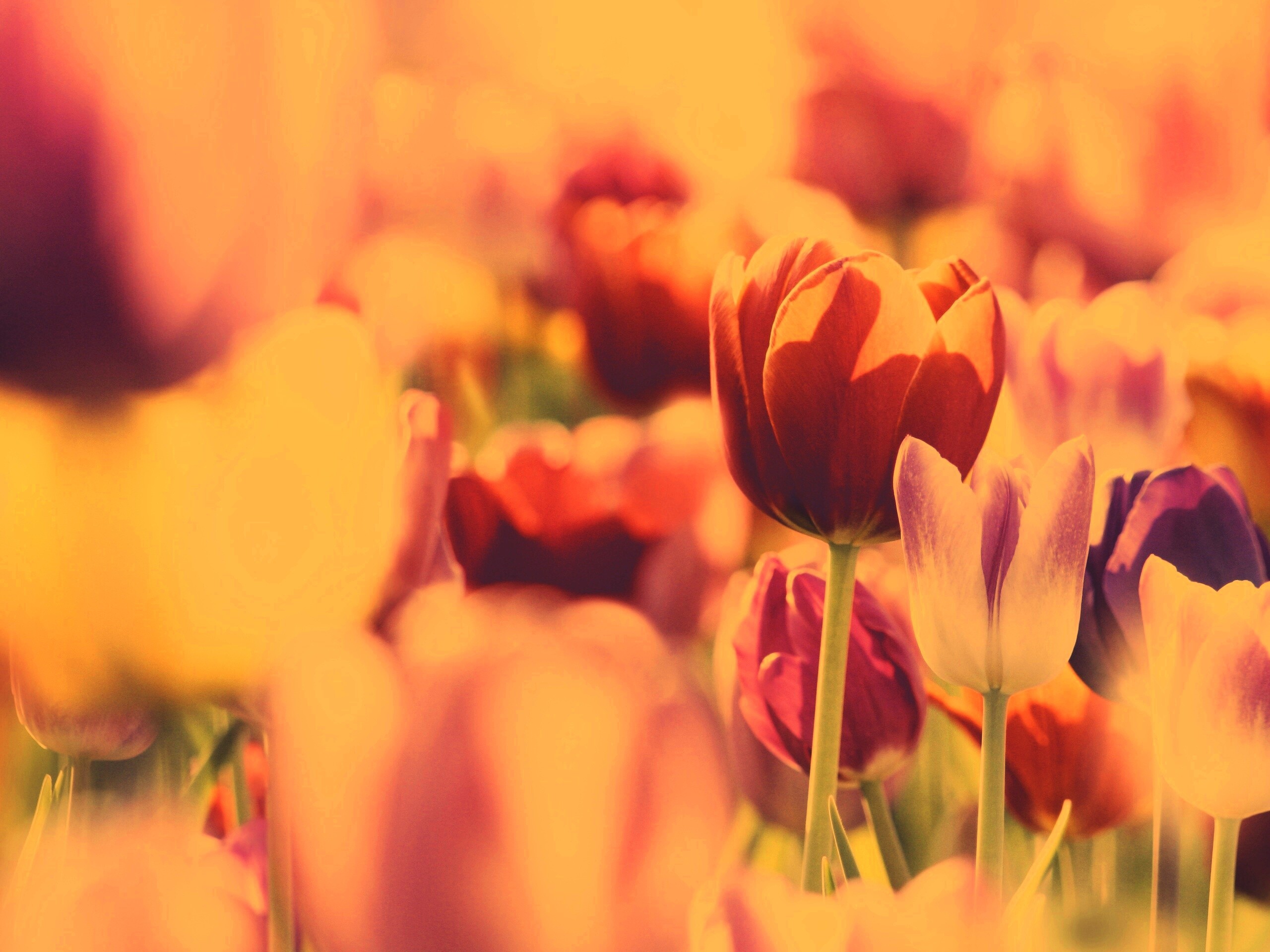 Красивые тюльпаны обои