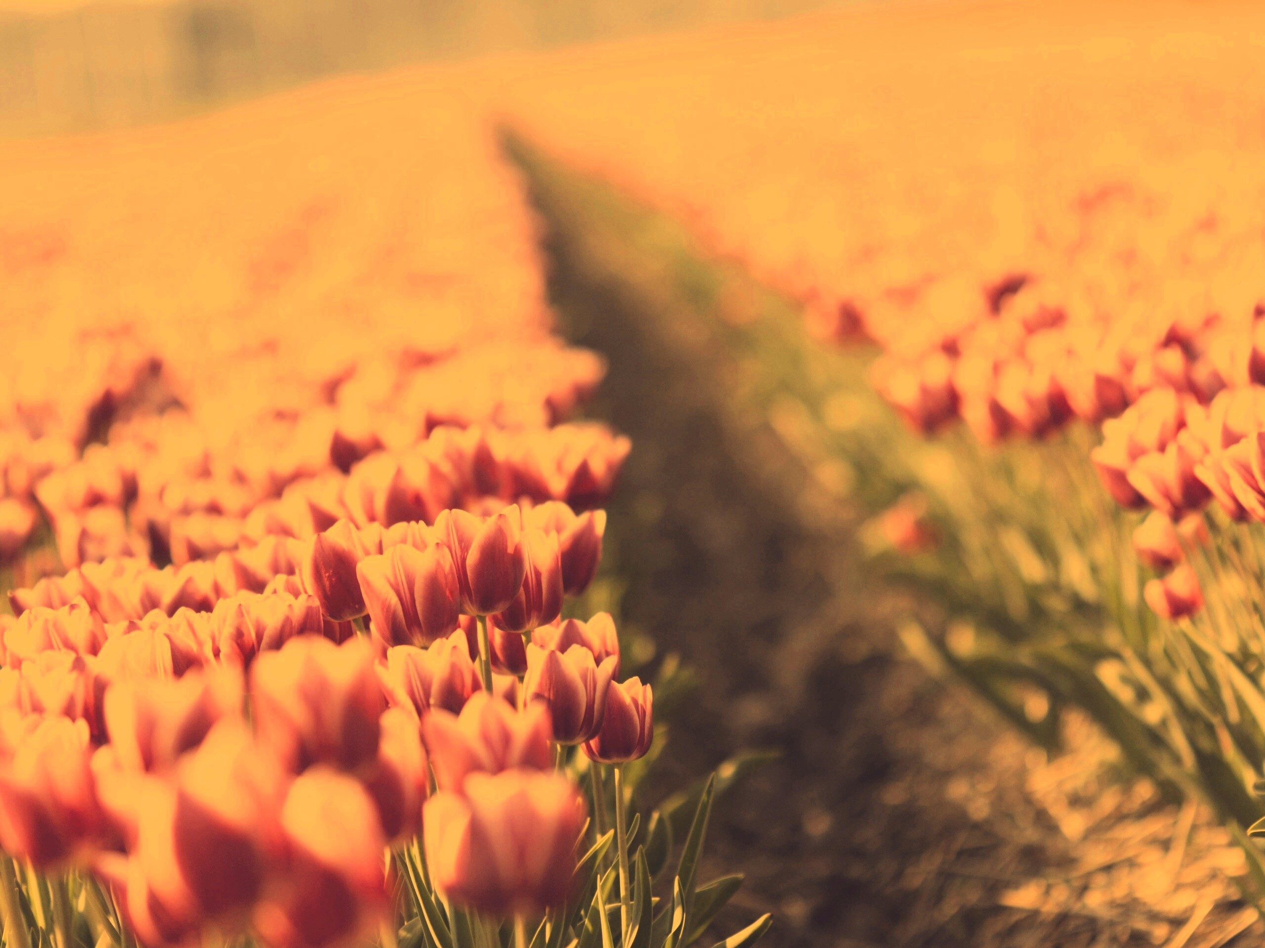 Тропинка в поле розовых тюльпанов обои