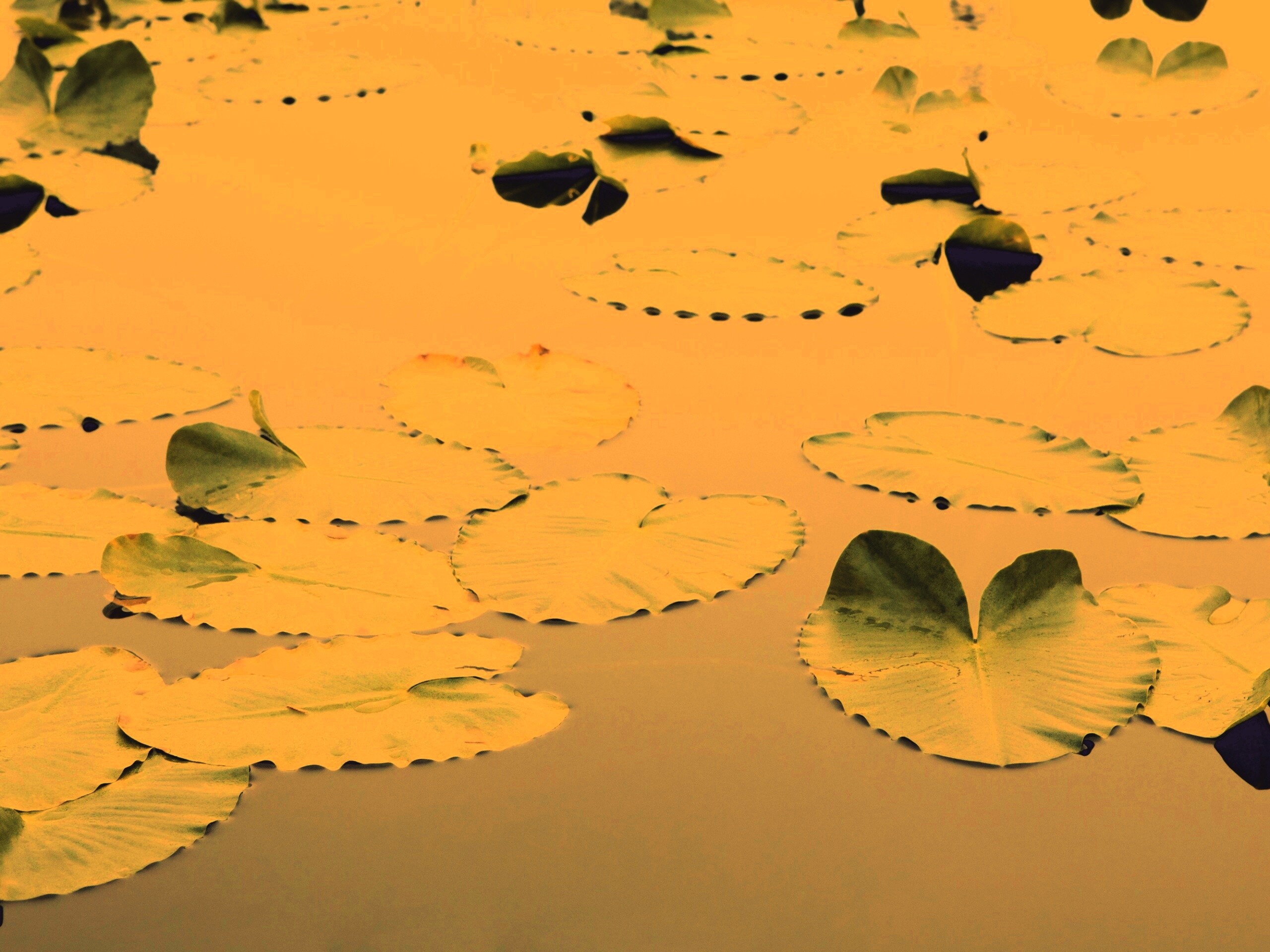 Плавающие листья обои