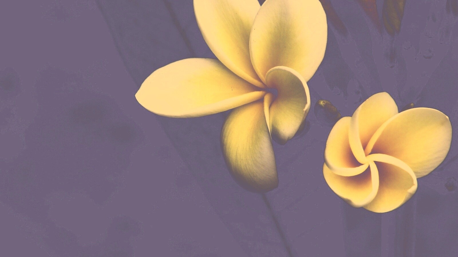 Цветки обои