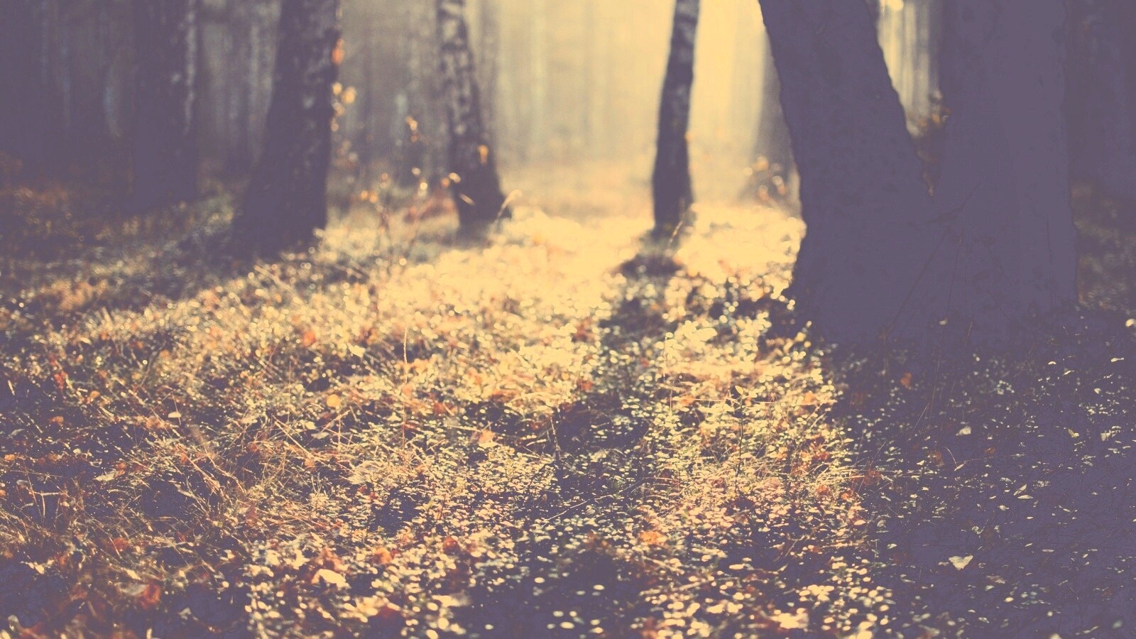 Лесная земля обои