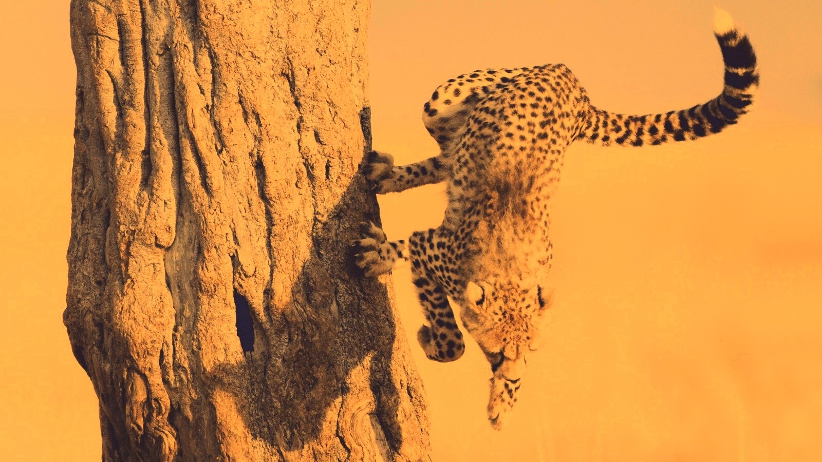 Скалолаз обои