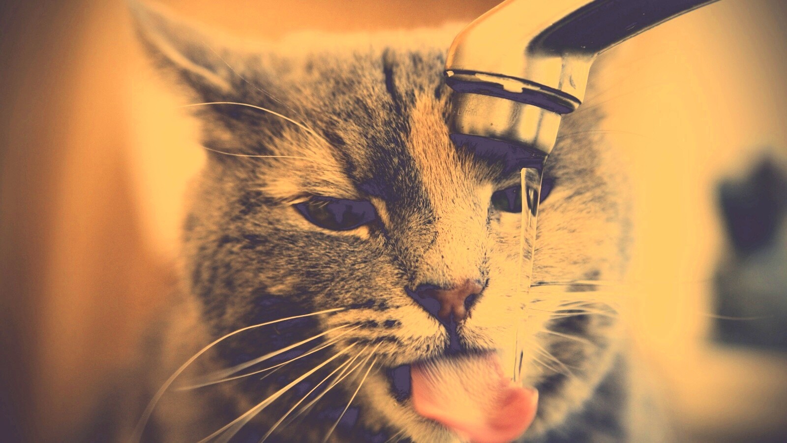 Кот пьет из под крана обои