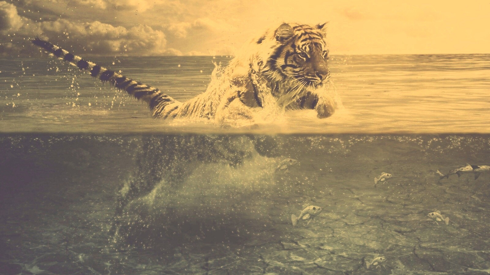 Тигр купается обои
