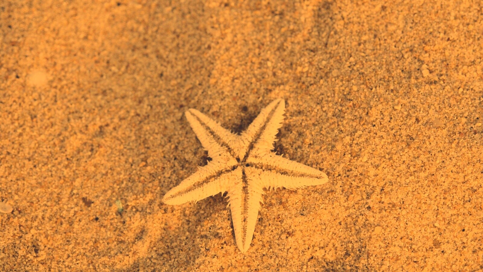Морская звезда на песке обои