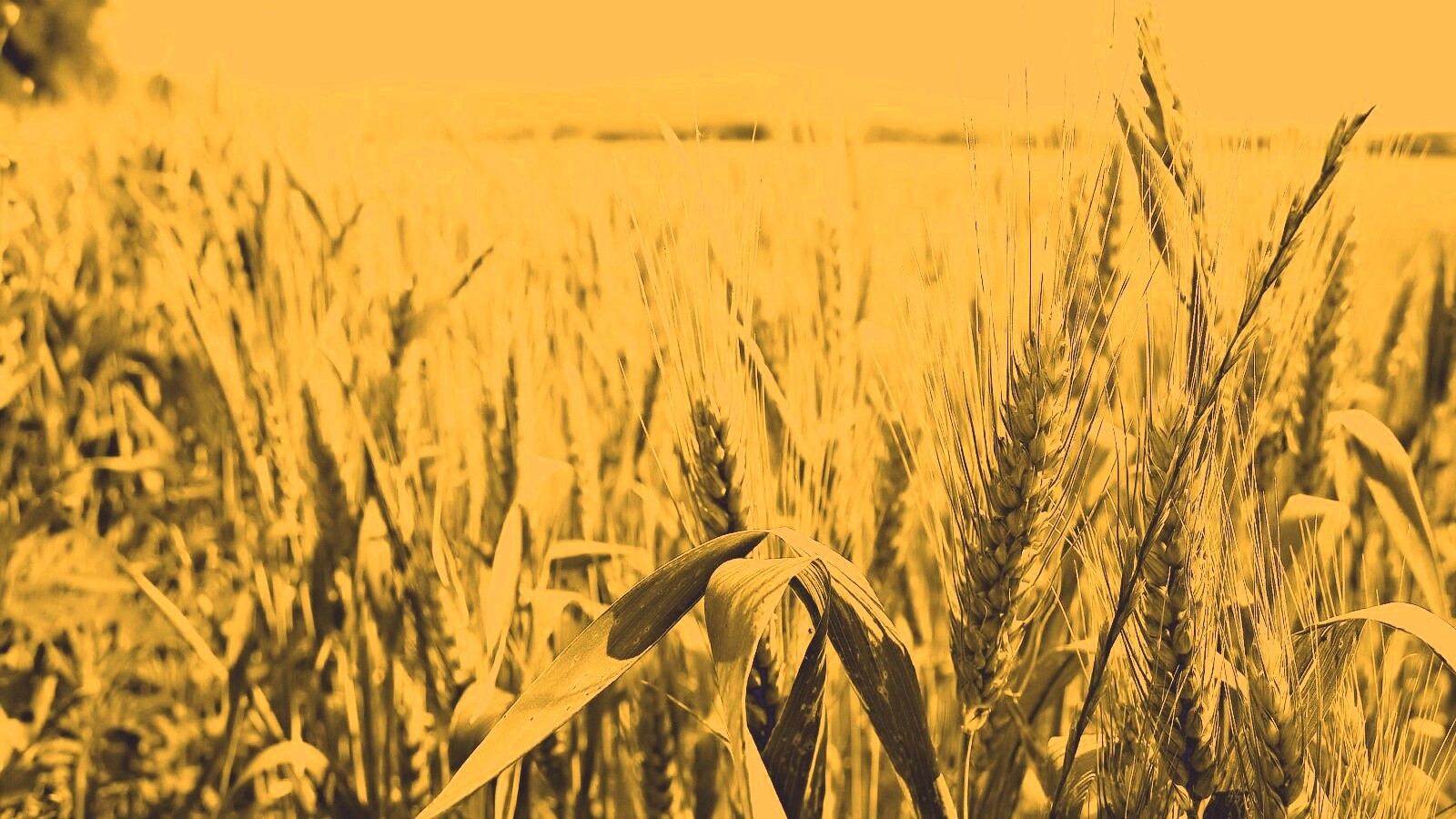 В полях обои