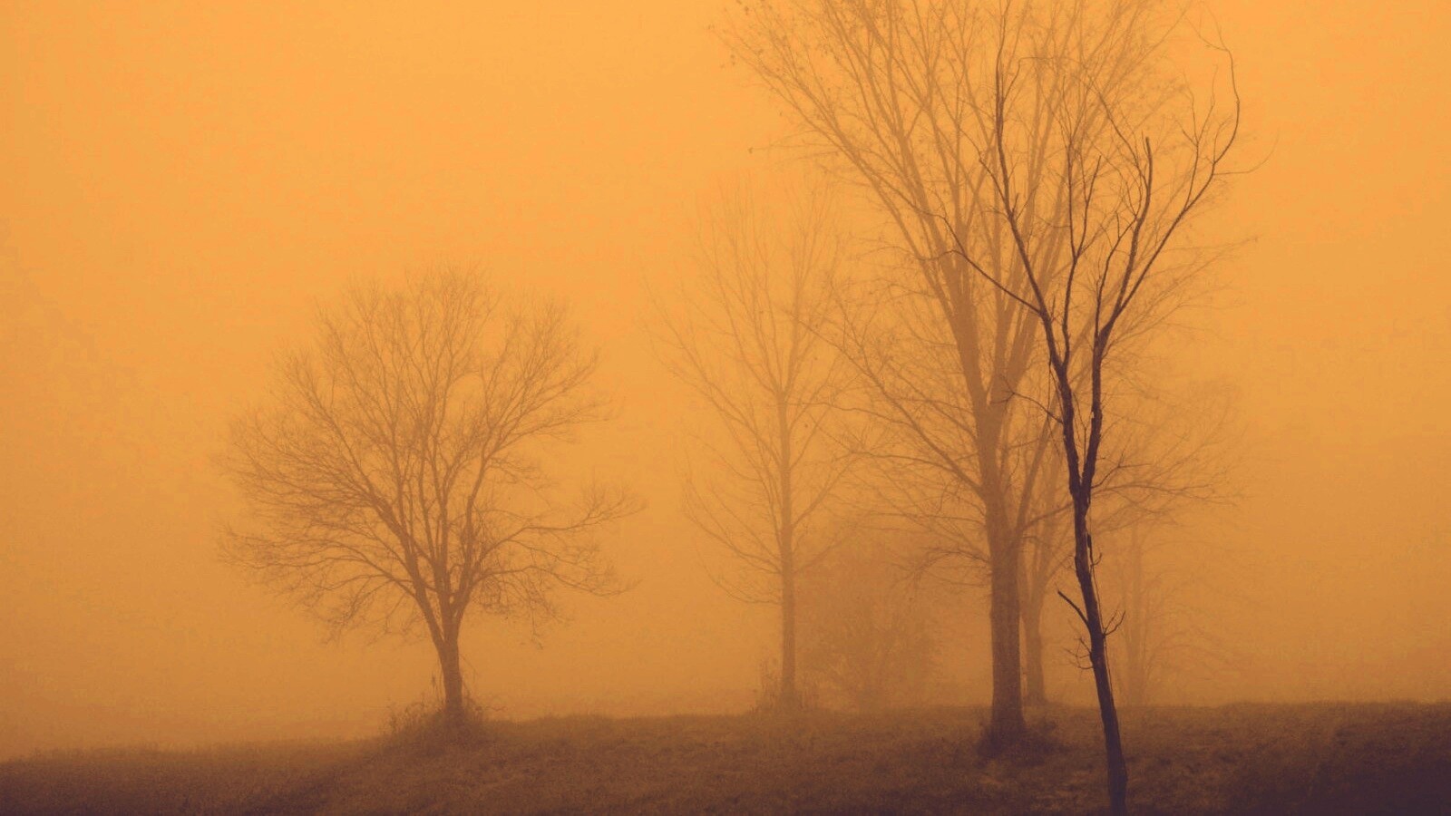 Деревья в тумане обои