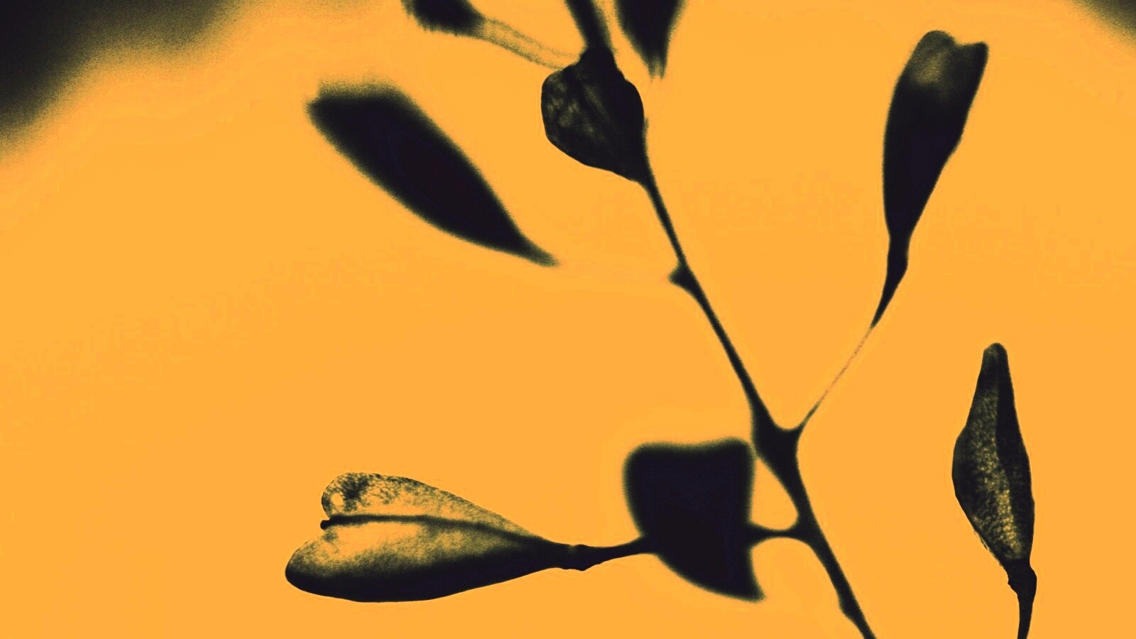 Усыхающие листья обои