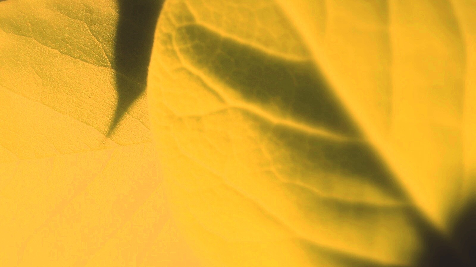 Свет на листве обои