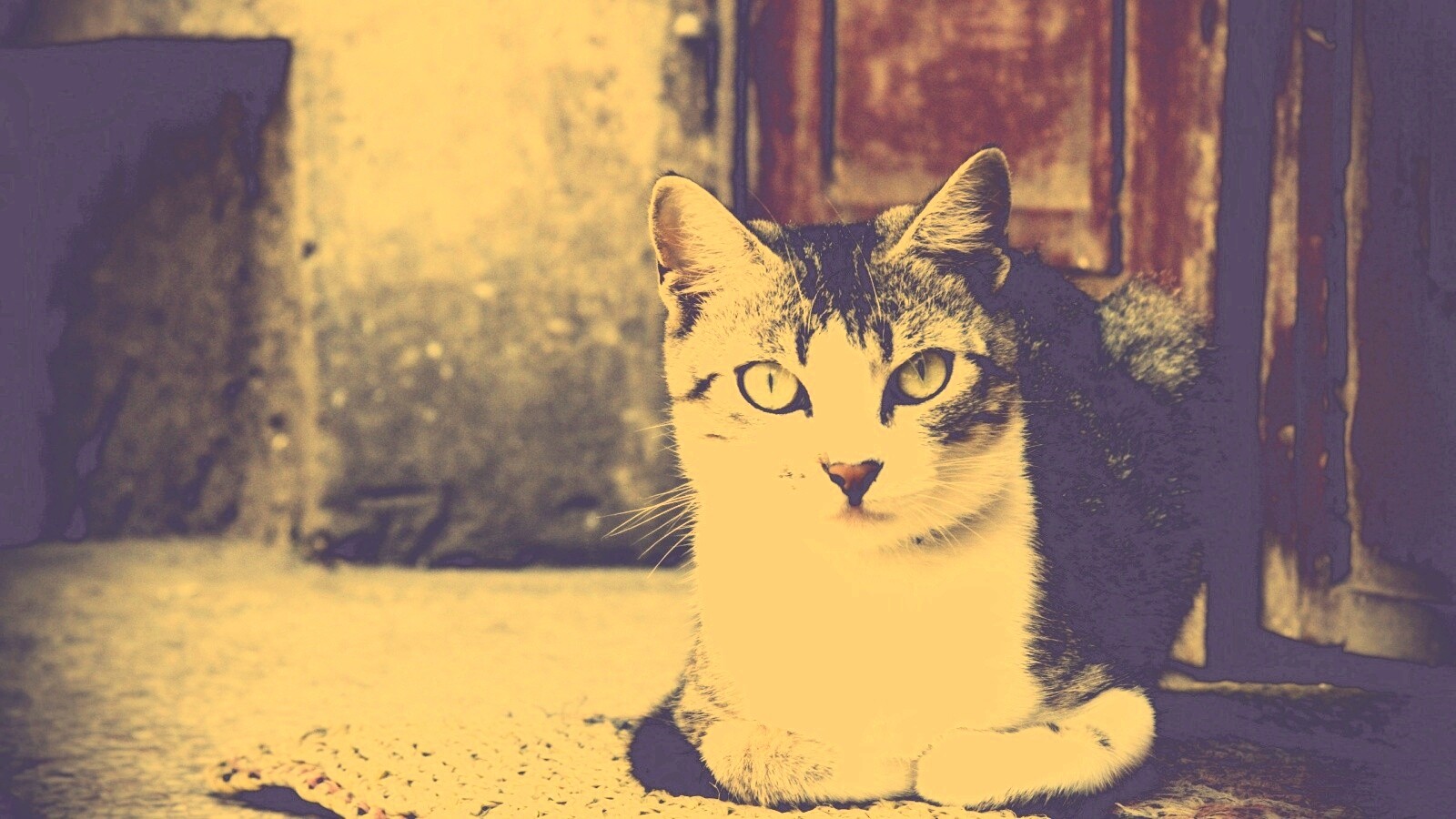 Кошечка на подстилке обои