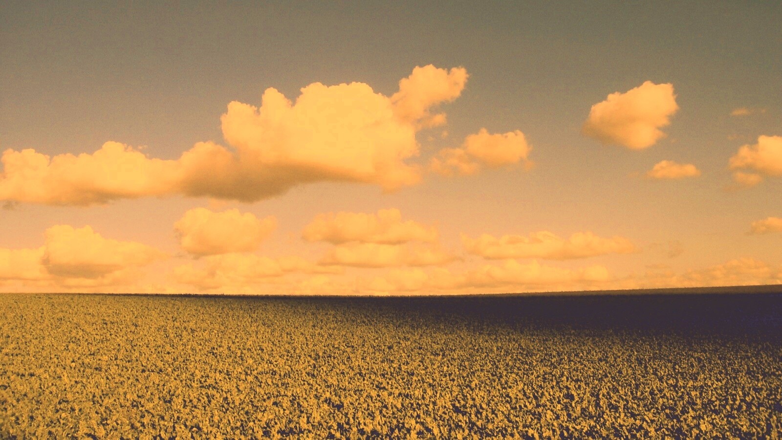Обака над бескрайними полями обои