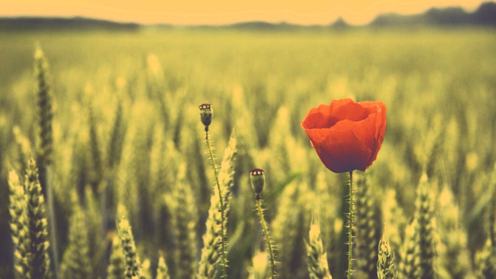 Первый распустившийся мак обои