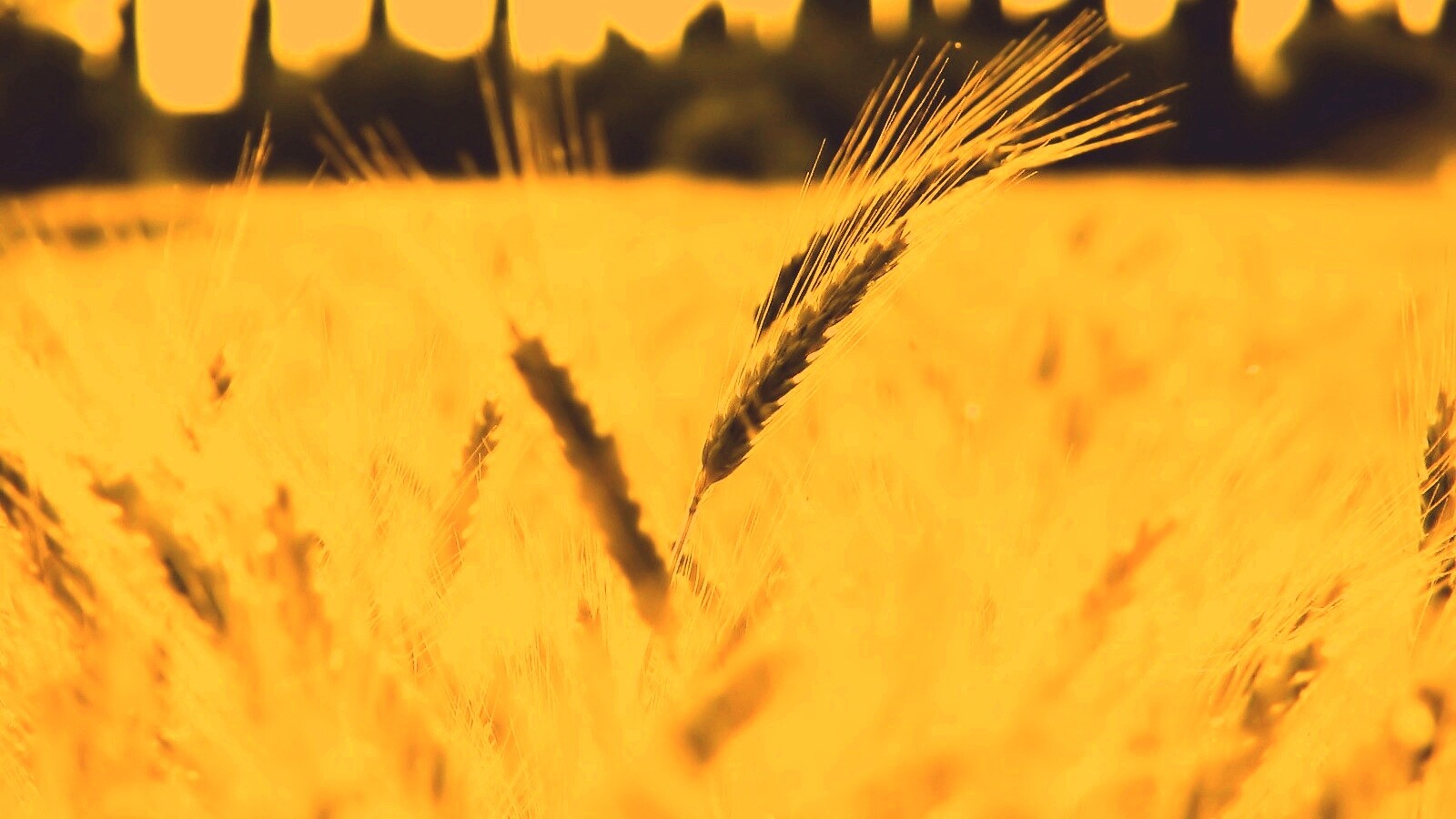 Пшеничное поле обои