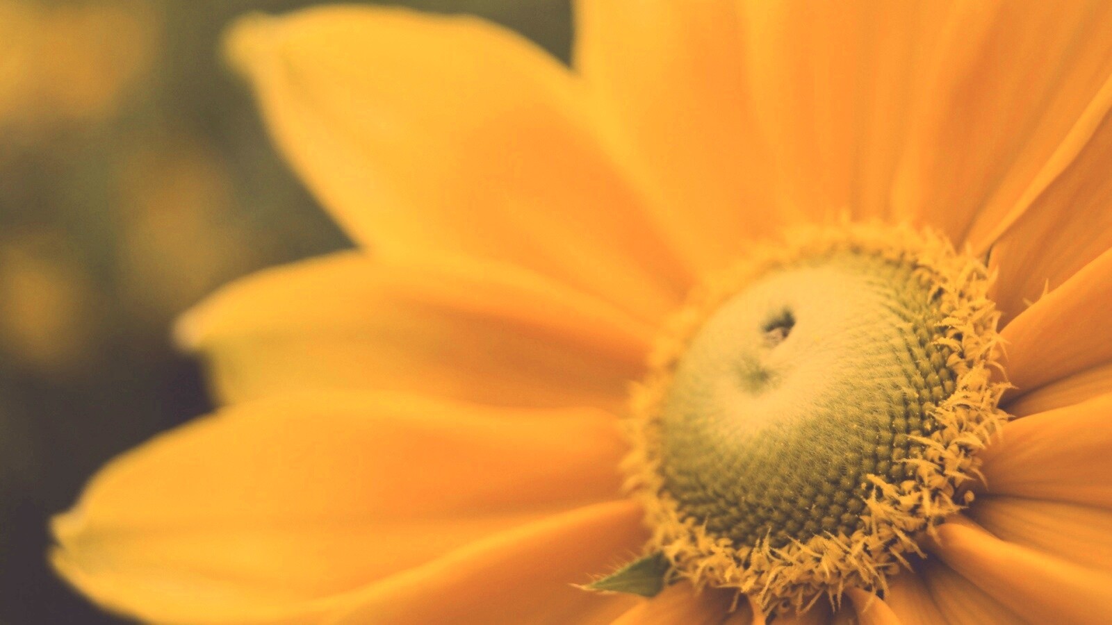 Недозрелый цветок подсолнечника обои