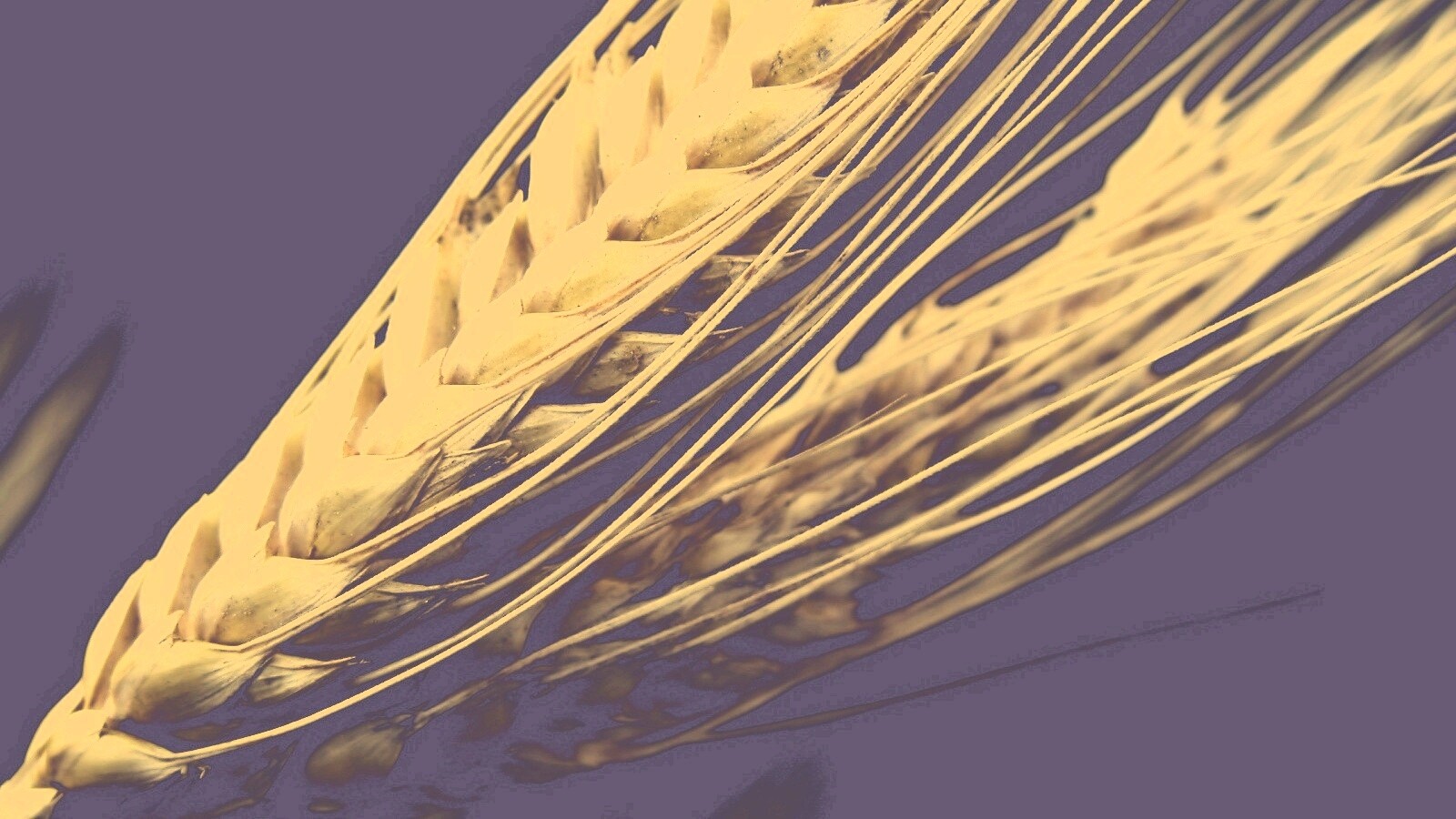 Пшеничный колос обои