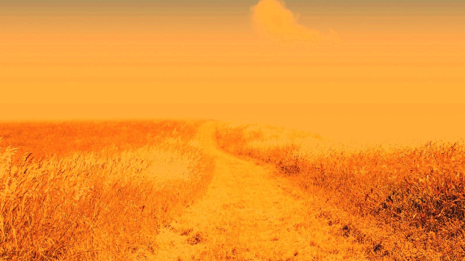 Золоте поле обои