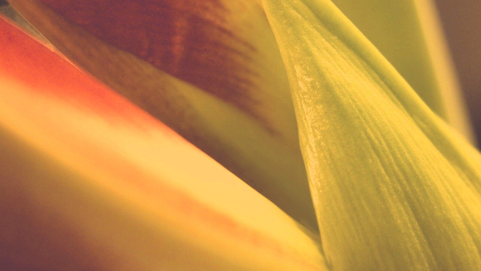 Макро фото цветка обои