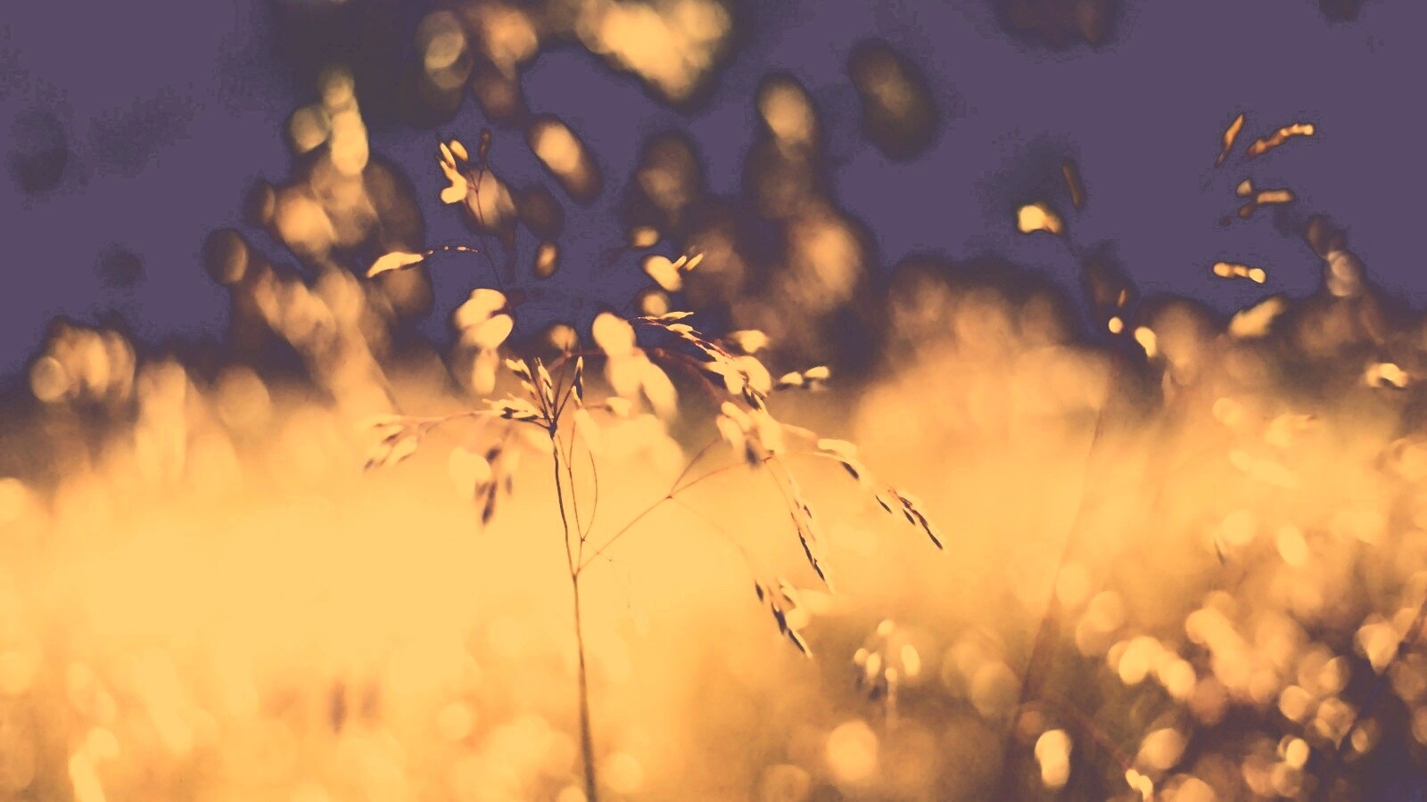 Трава на солнце обои