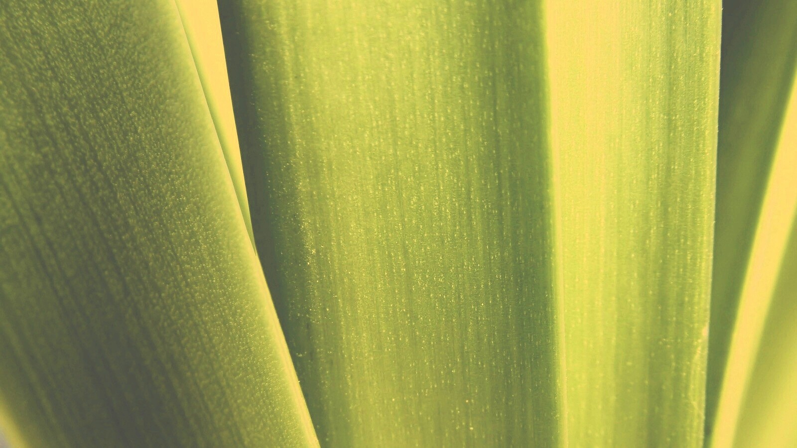 Сочная травинка обои