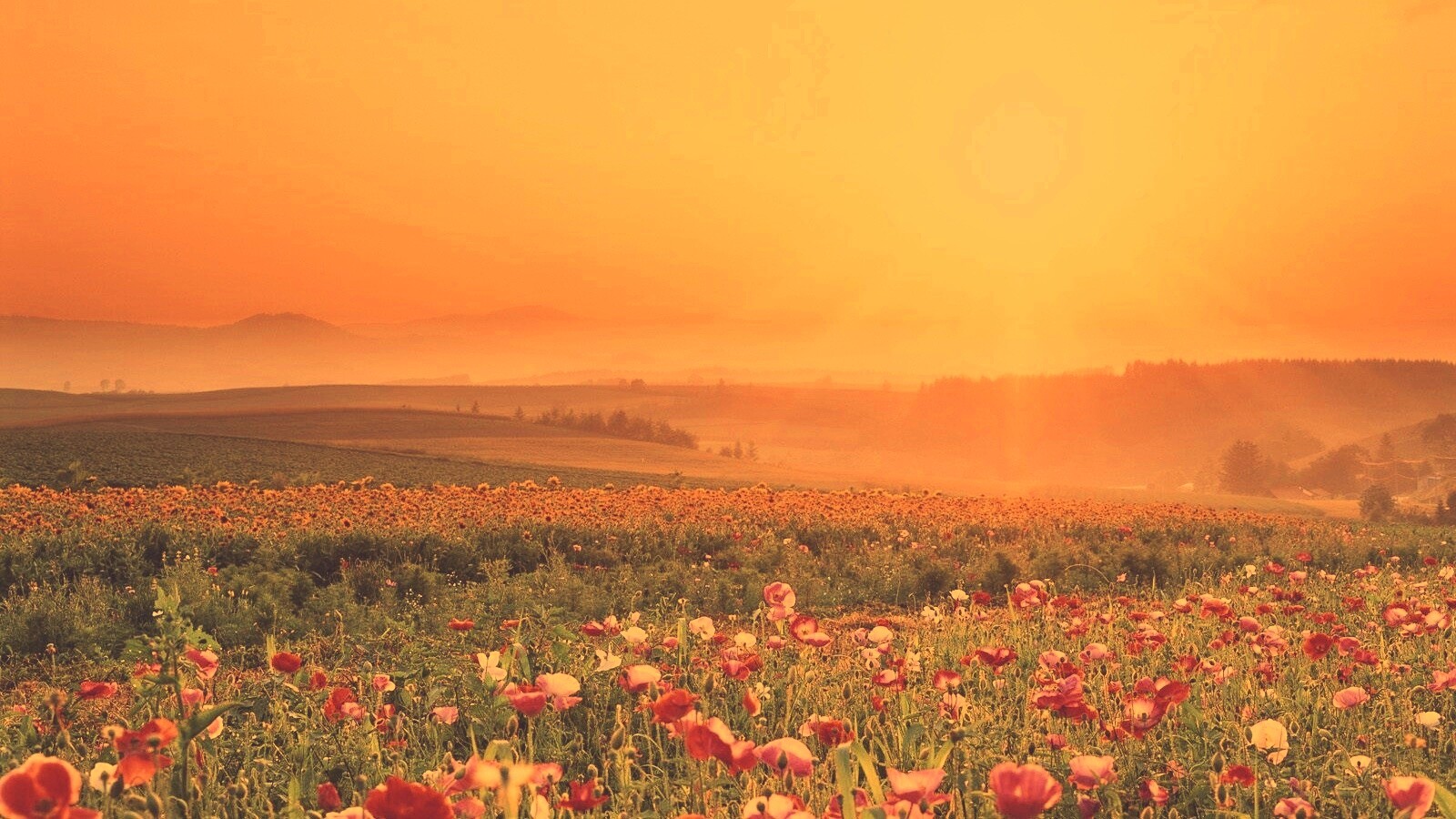 Цветущие поля обои