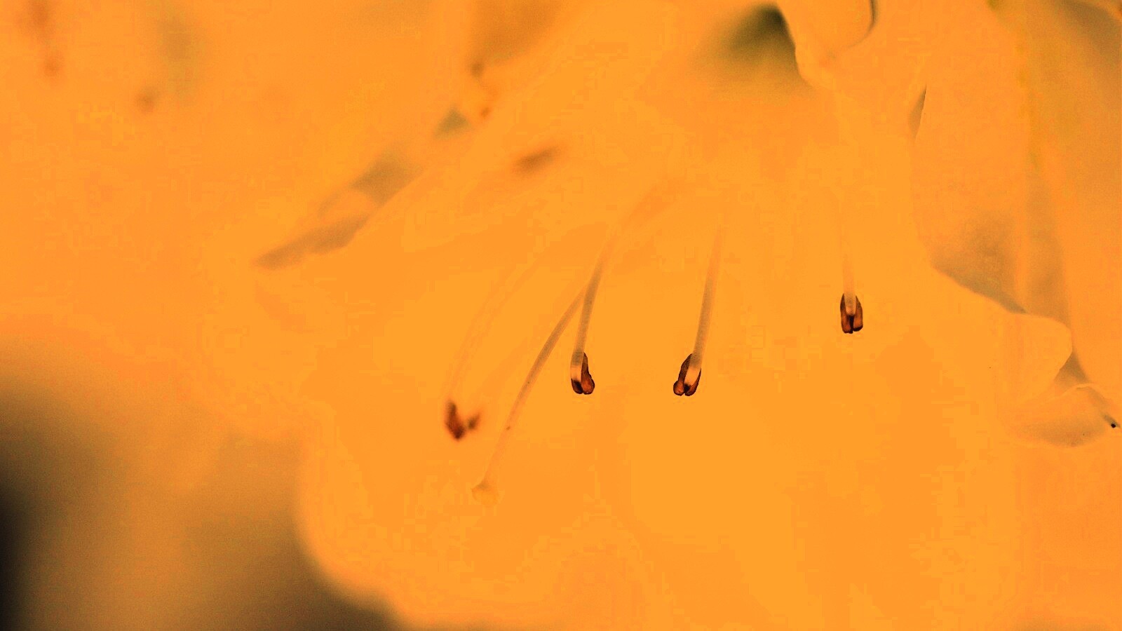 Цветок орхидеи обои