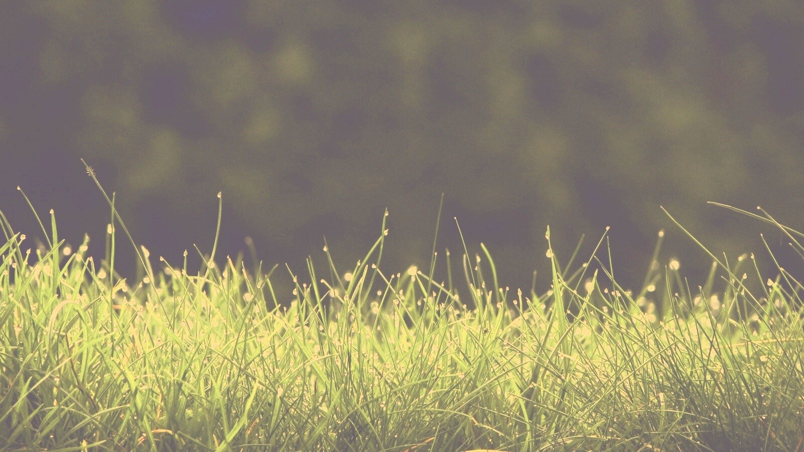 Трава после дождя обои