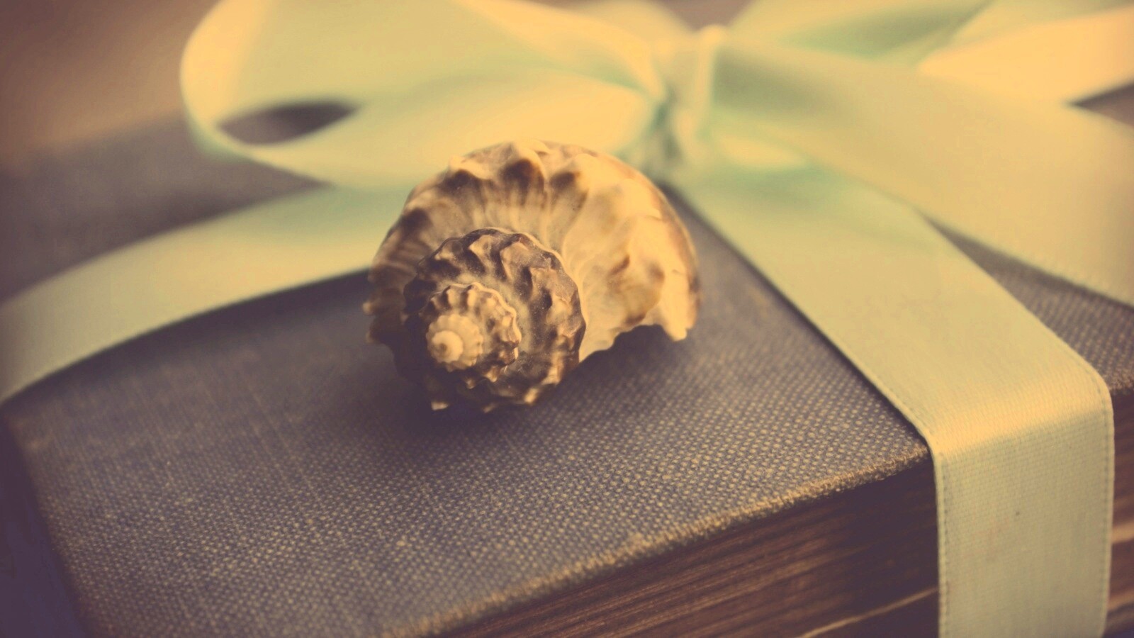 Ракушка на подарочном альбоме обои