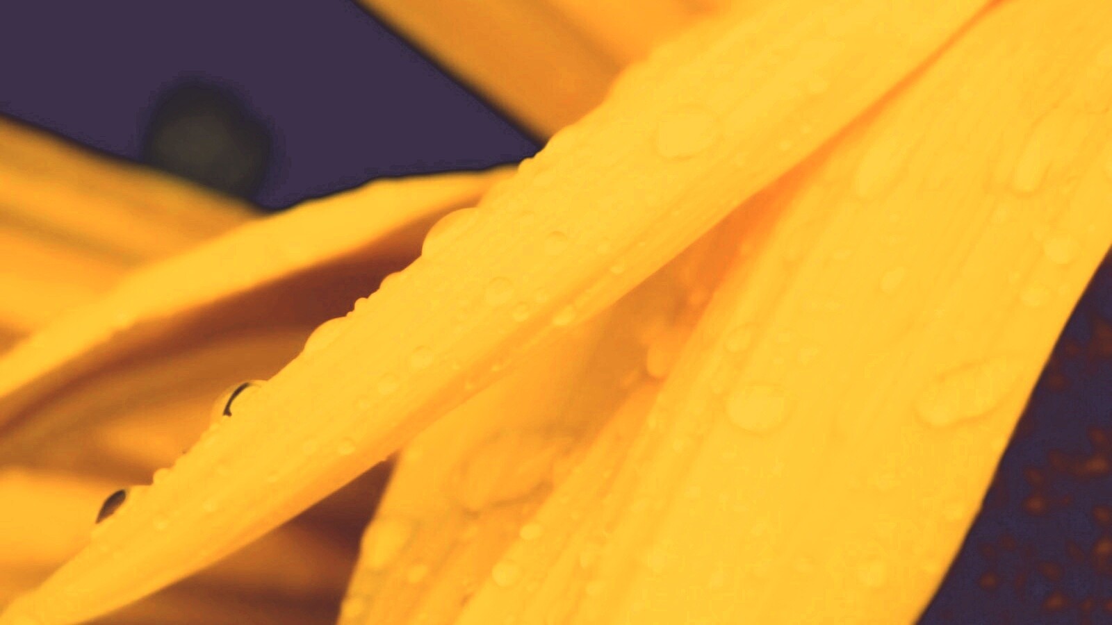 Капли на желтом лепестке обои