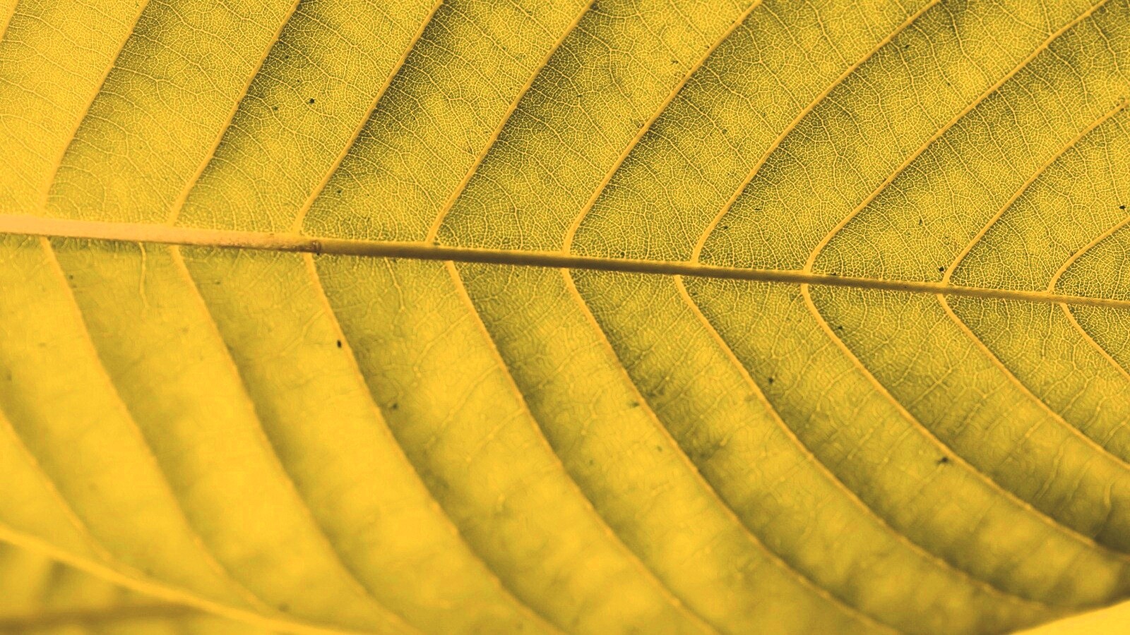 Листик обои