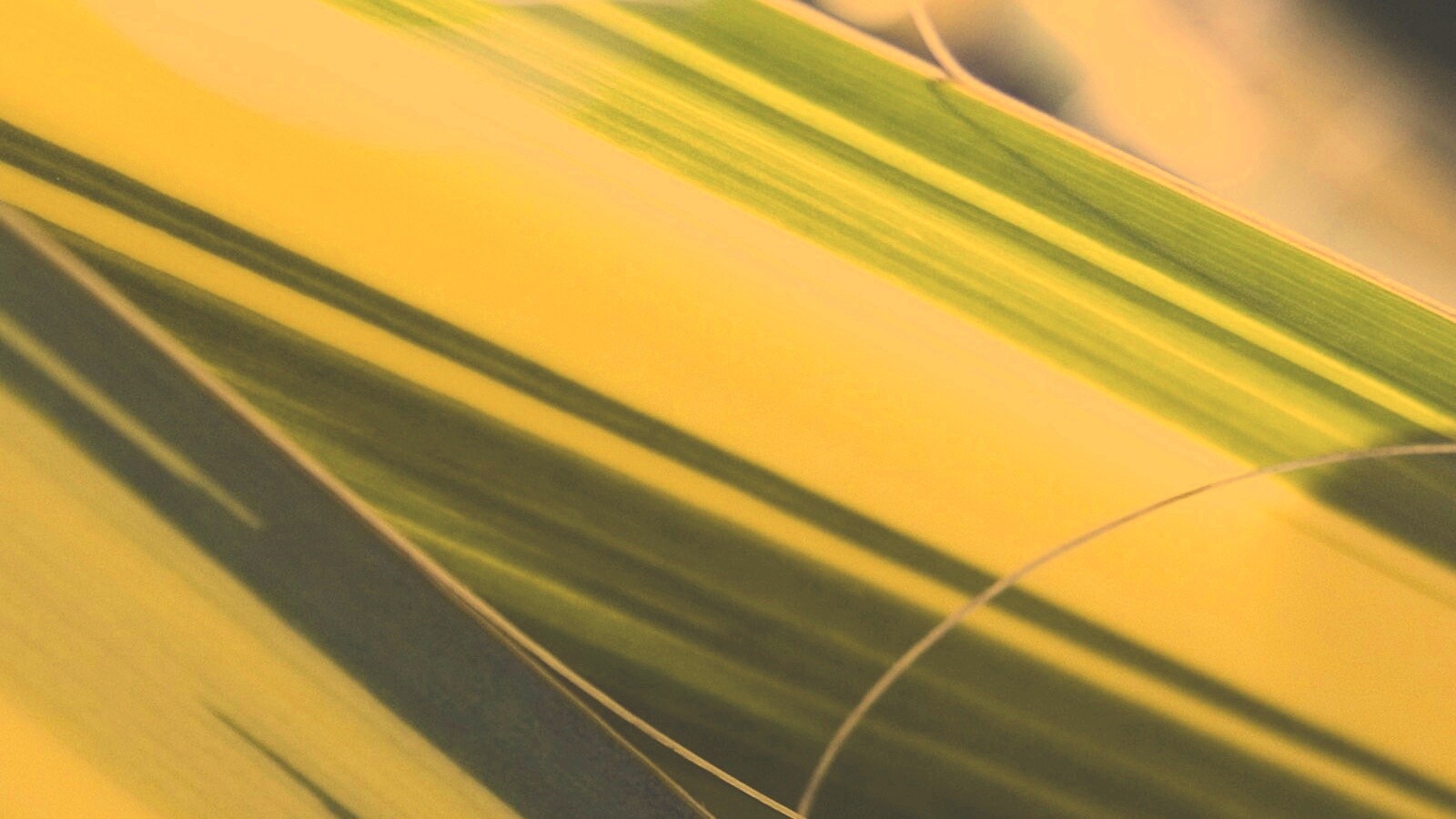 Желто-зеленые травинки обои