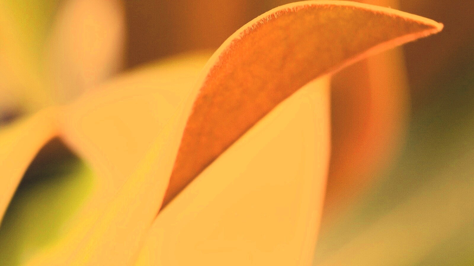 Обратаня сторона листа обои