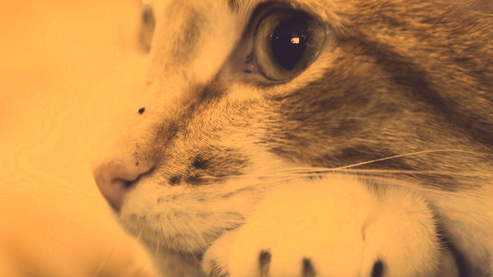 Мордочка на лапаках обои