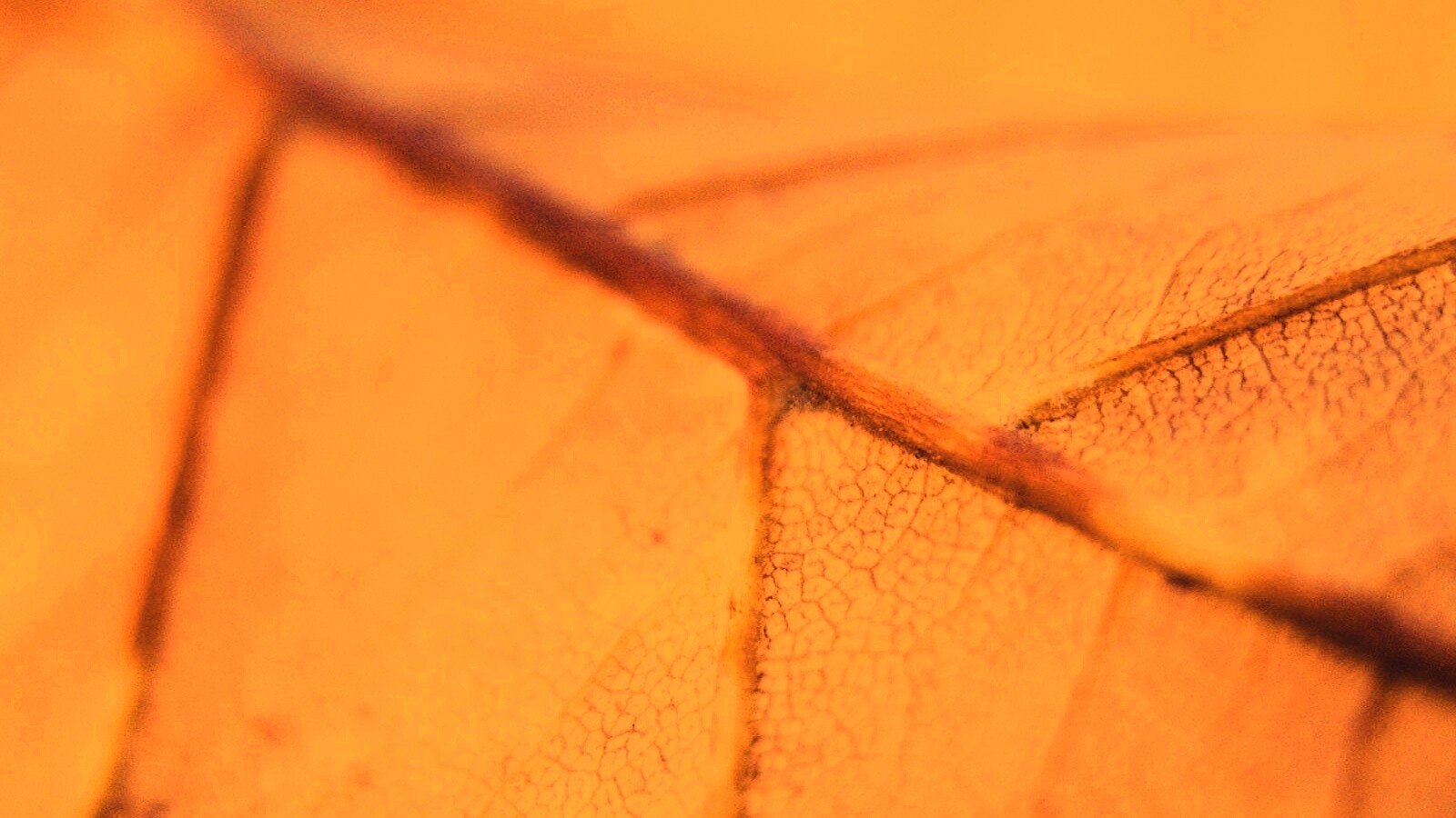 Желтый лист обои