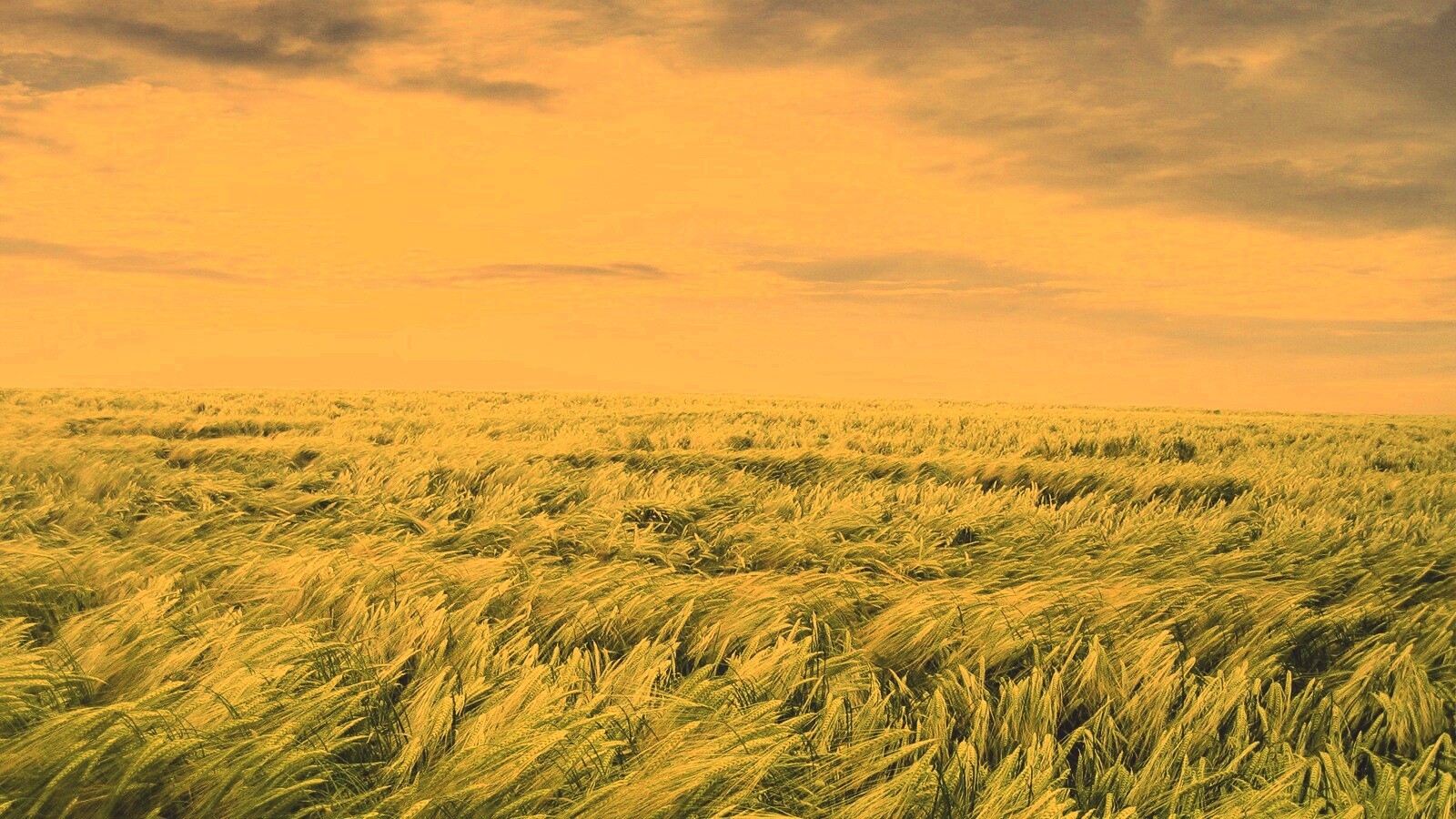 Море трав обои