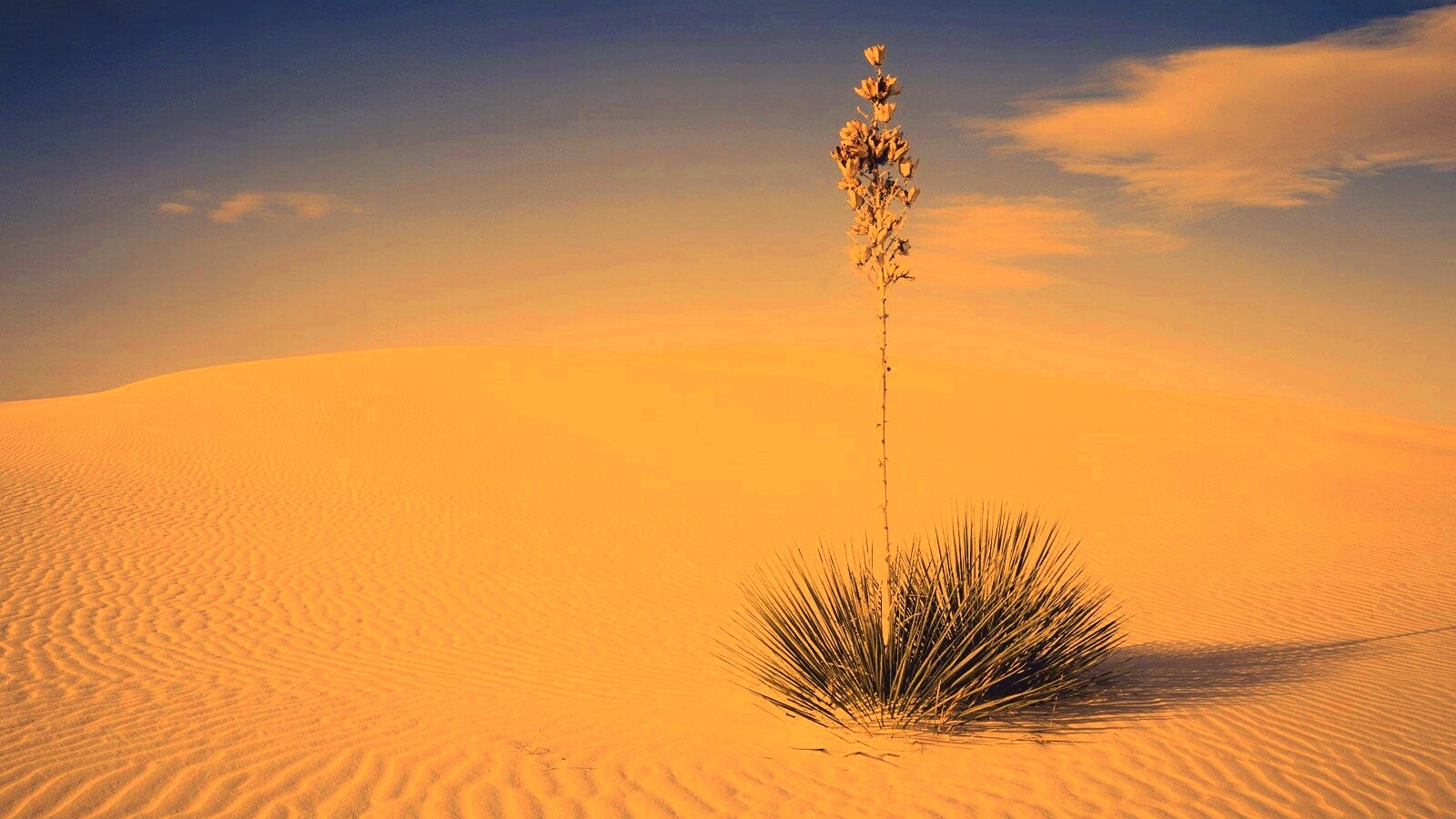 Растение среди пустыни обои